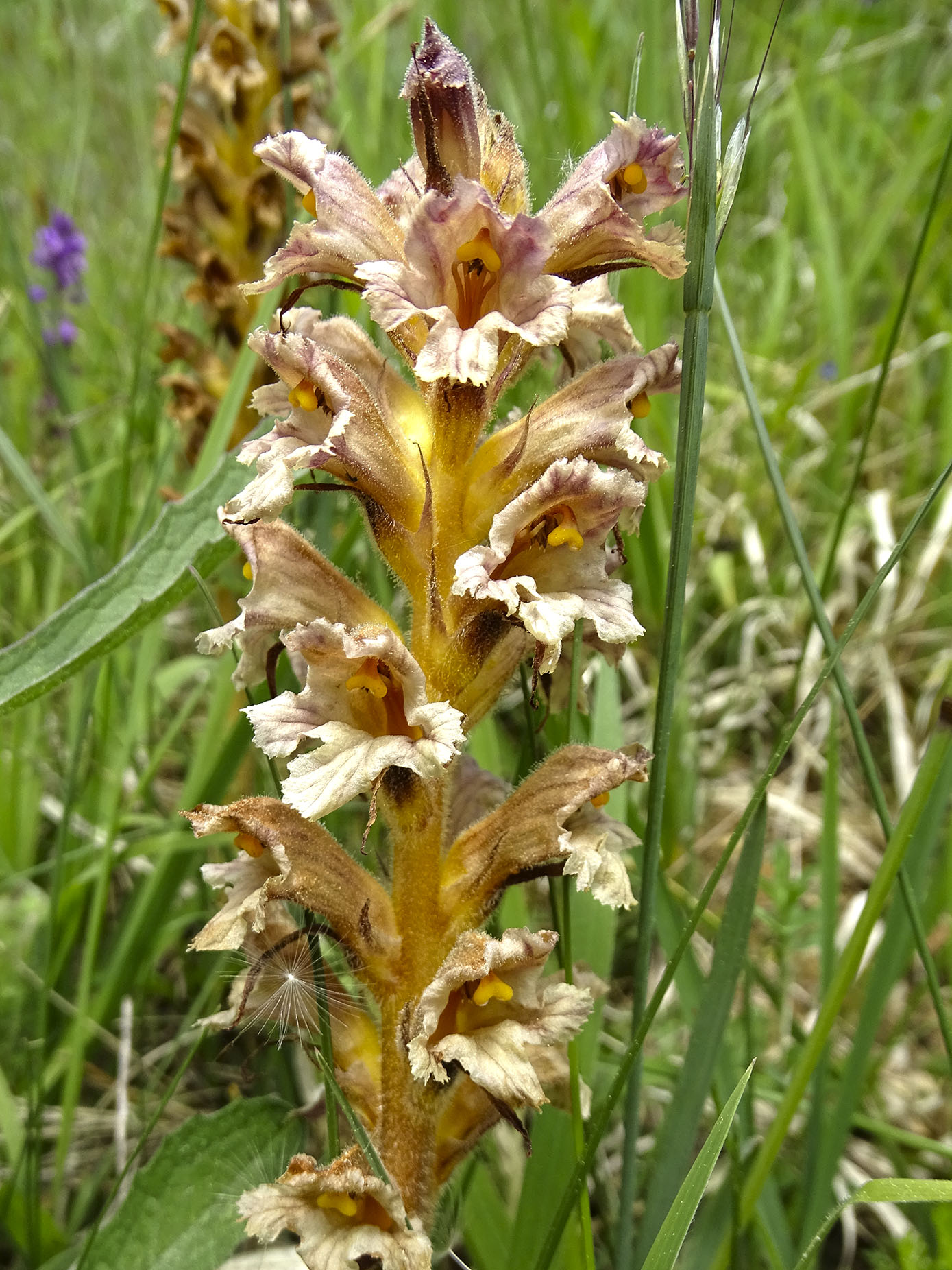 orobanche lutea3_kreuzberg.jpg