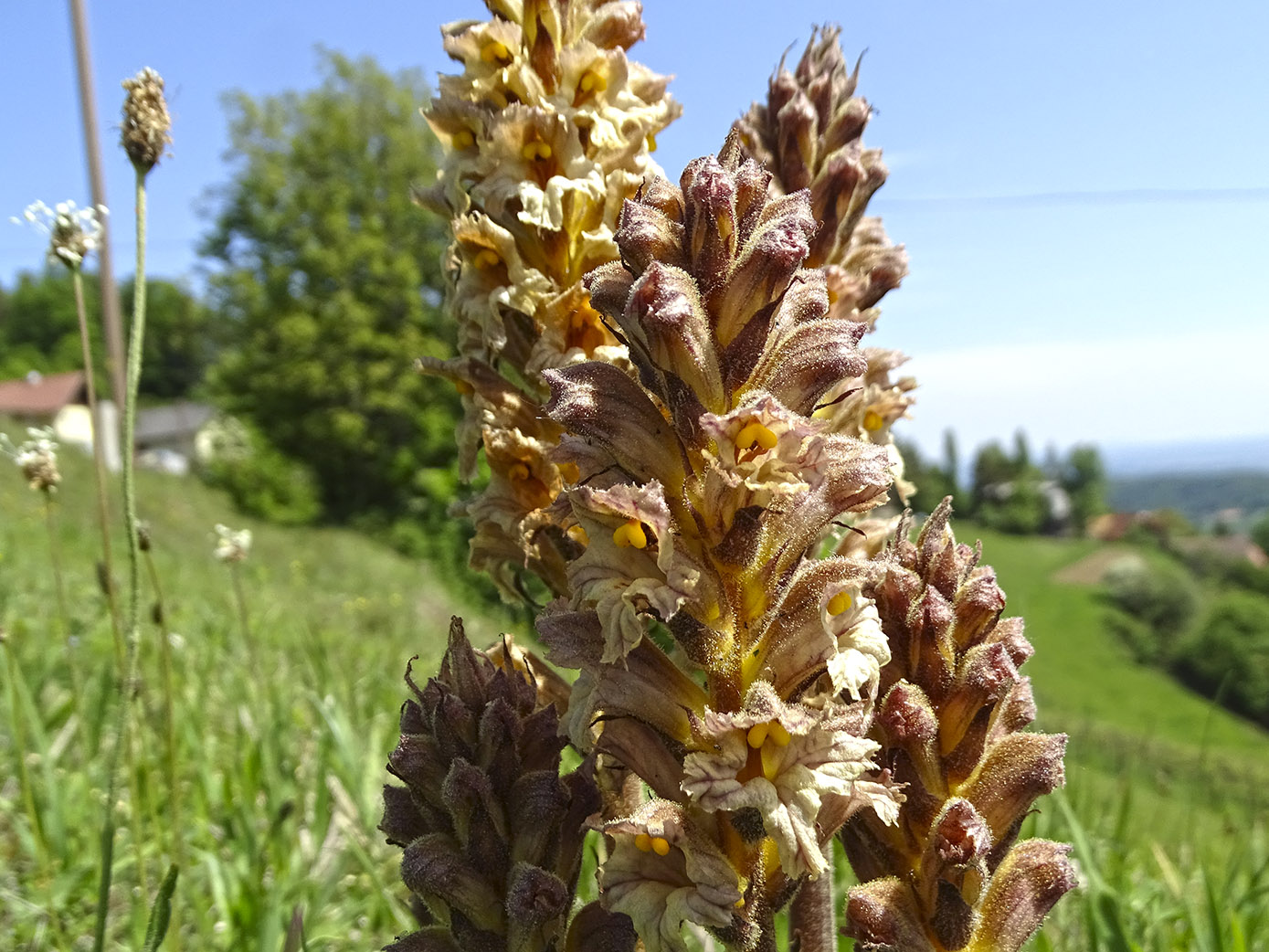 orobanche lutea2_kreuzberg.jpg