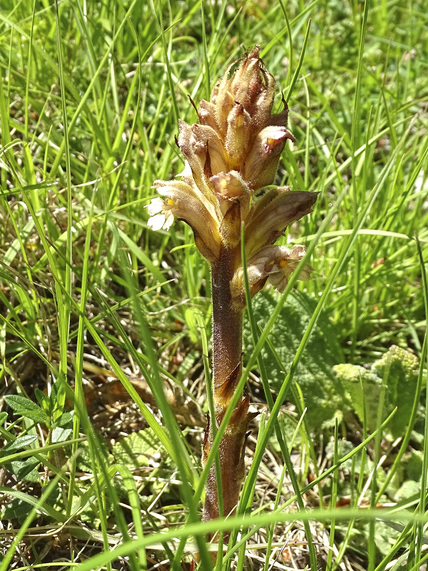 orobanche lutea1_kreuzberg.jpg