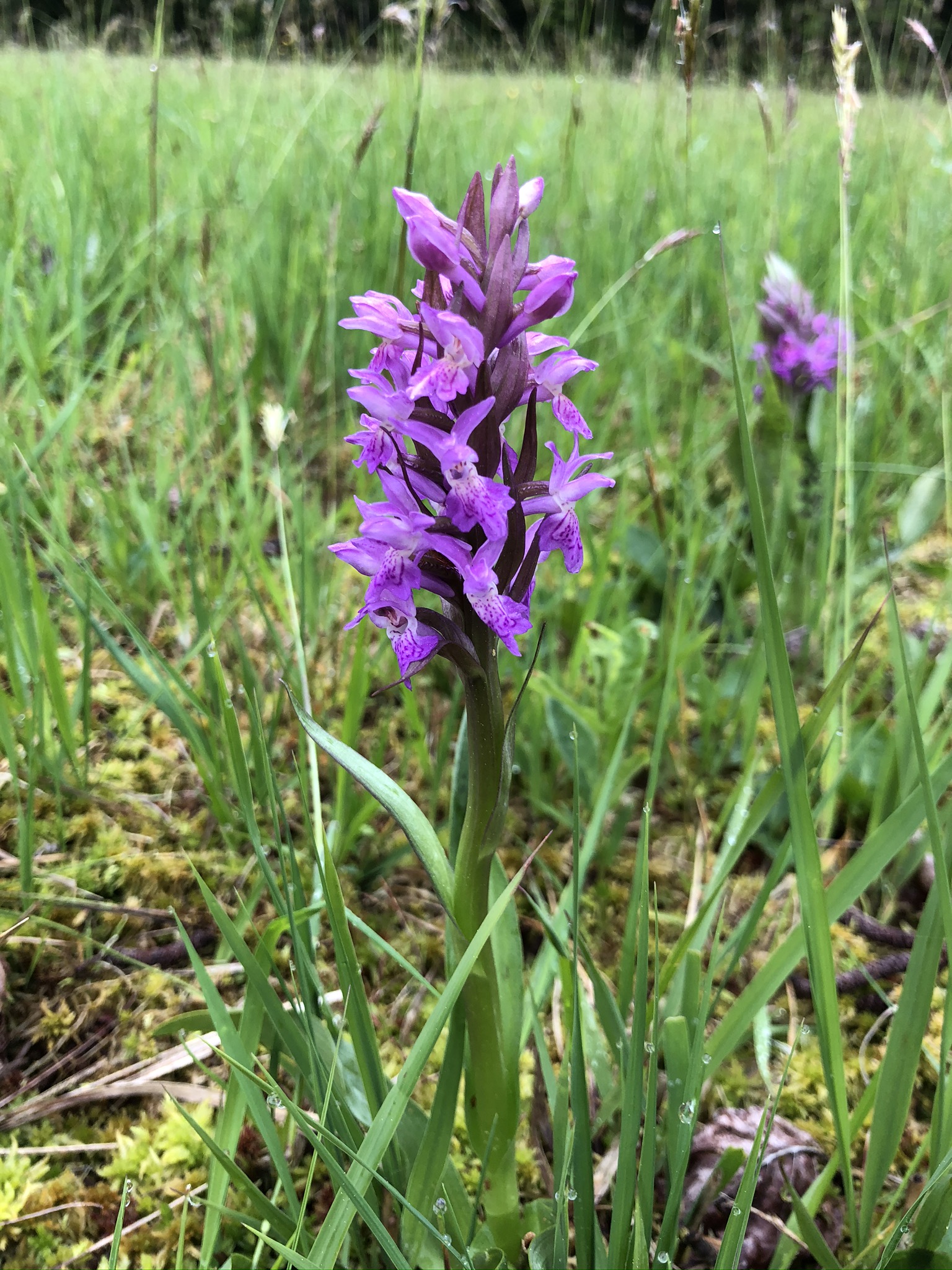 Dactylorhiza incarnata (13).JPEG