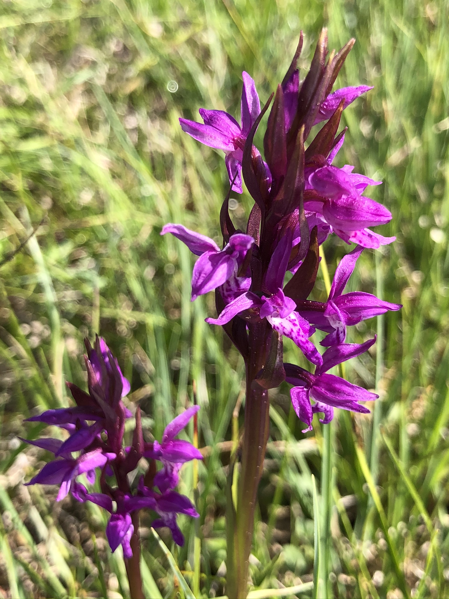 Dactylorhiza maculata (5).JPEG