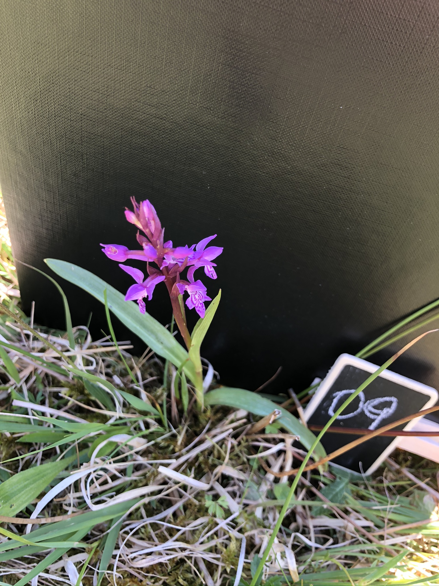 Dactylorhiza traunsteineri  (1).JPEG