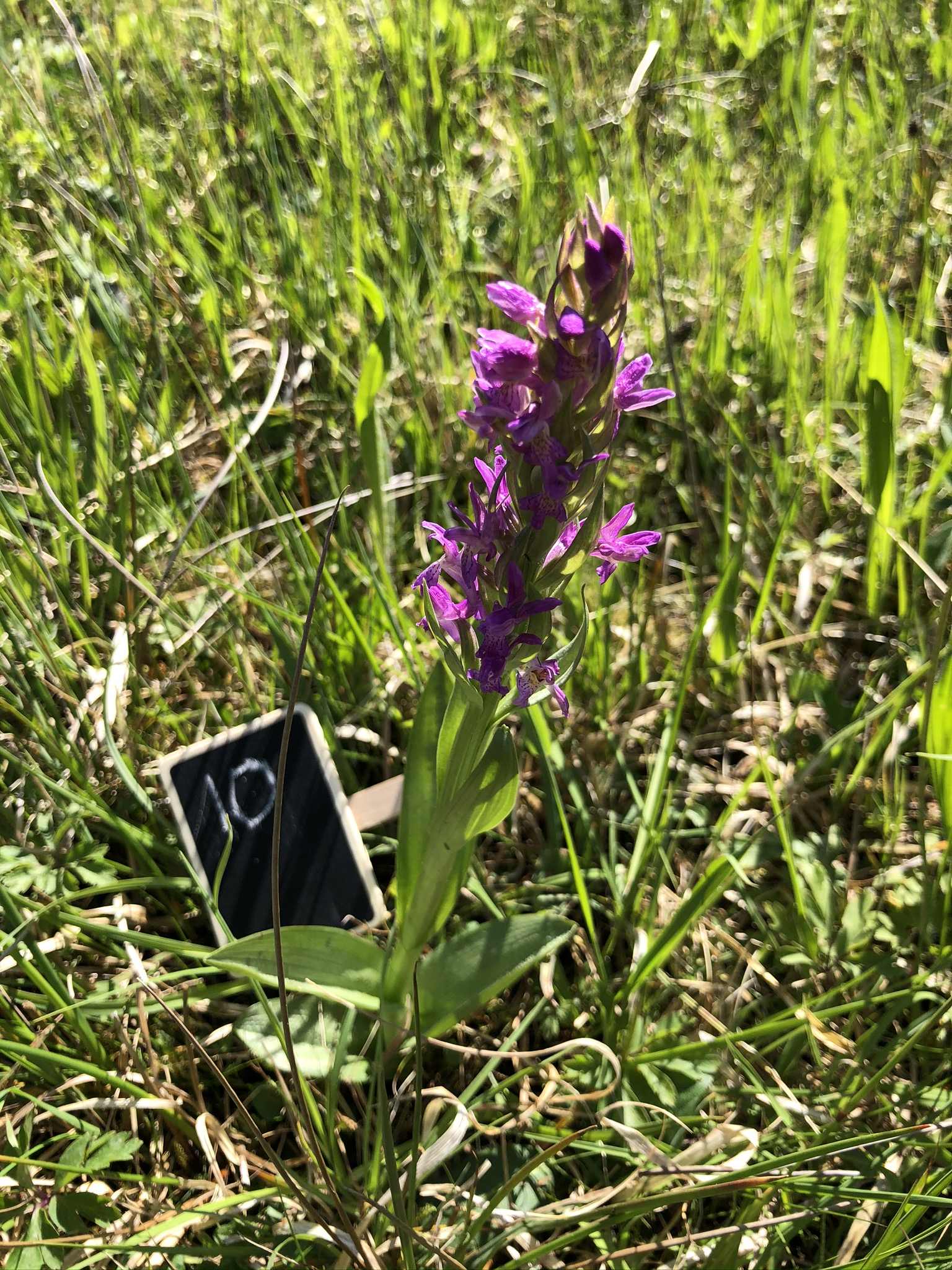 Dactylorhiza indet 10 (2).JPEG