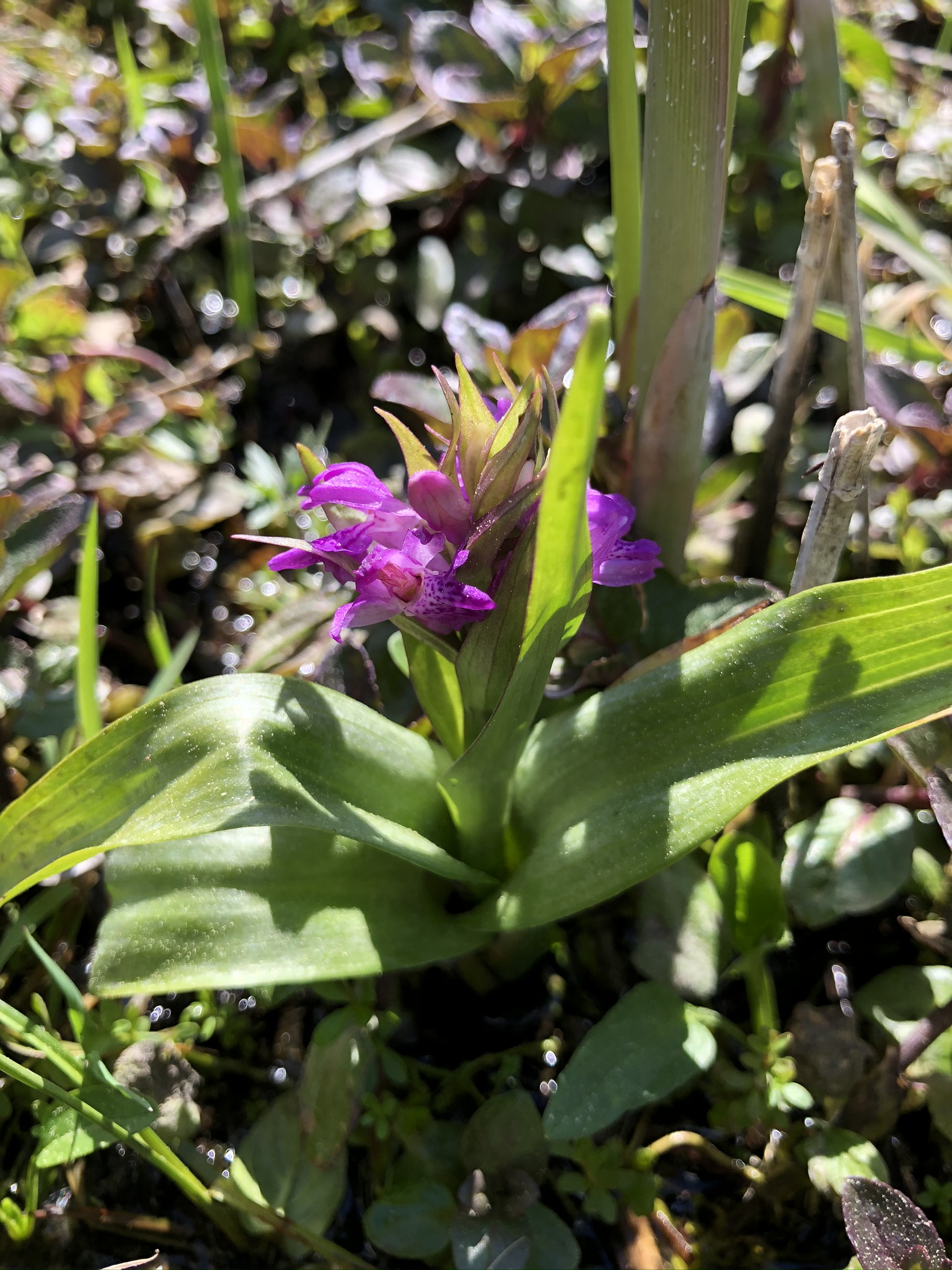 Dactylorhiza indet (1).JPEG