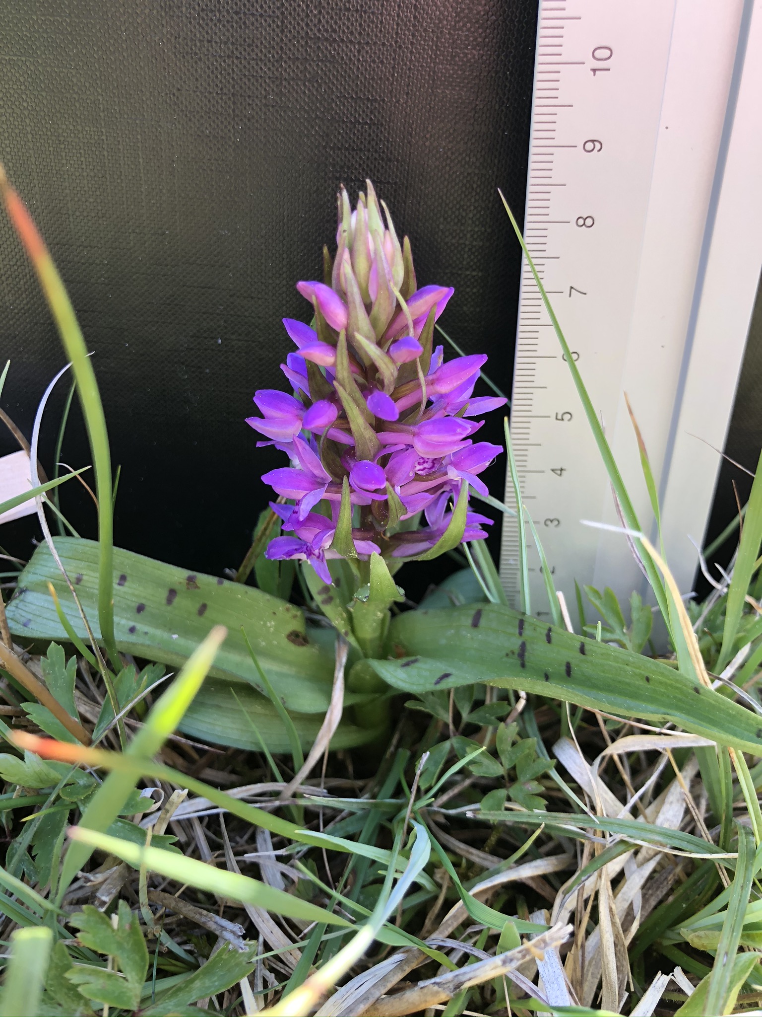 Dactylorhiza indet 03 (2).JPEG