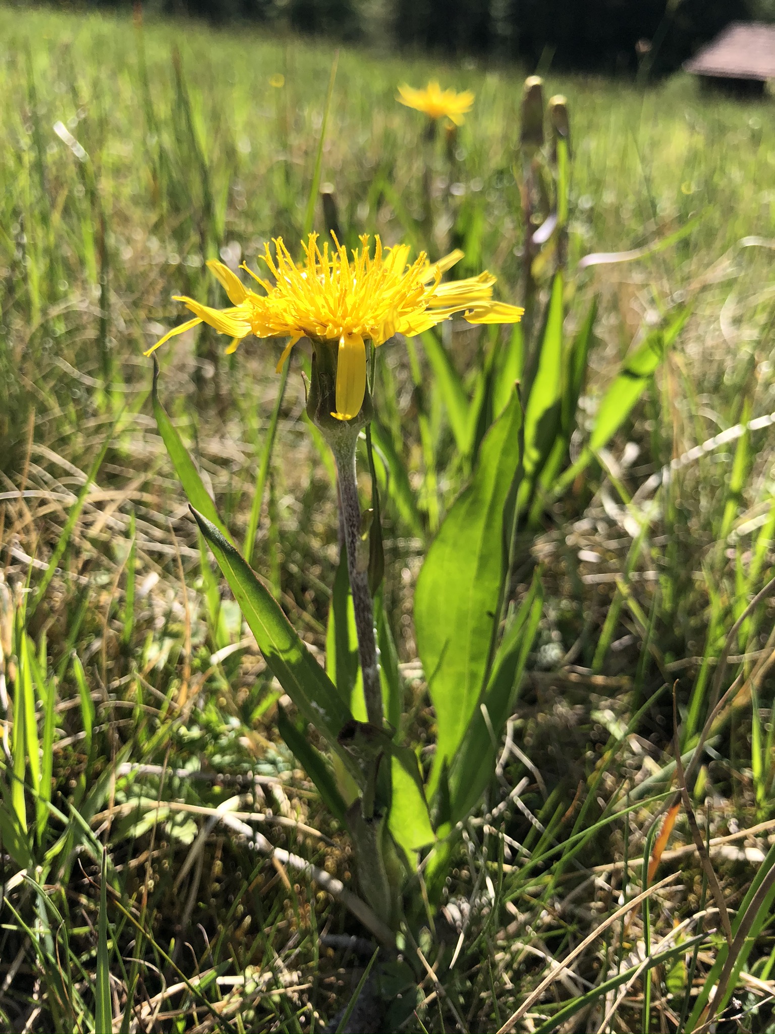 Scorzonera humilis (3).JPEG