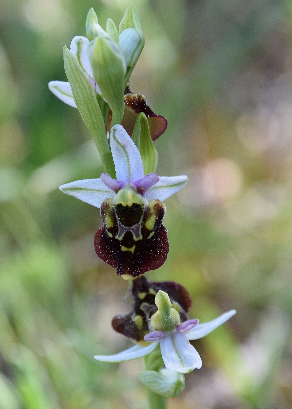 Perchtoldsdorf-07052020-(12) - kleine Heide- Ophrys holoserica - Hummel-Ragwurz.JPG