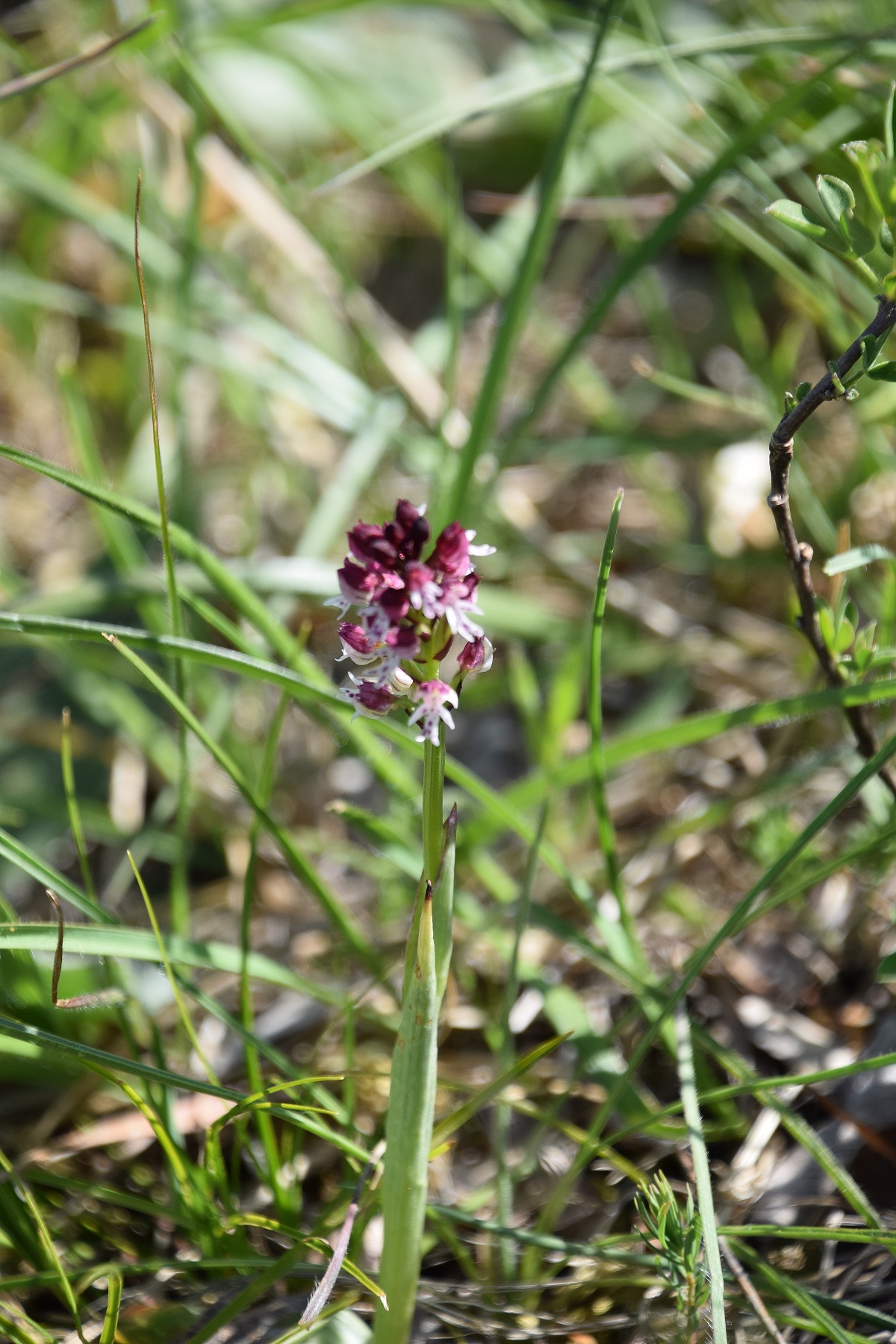 Perchtoldsdorf-07052020-(8) - kleine Heide - Neotinea ustulata - Brand-Keuschständel.JPG