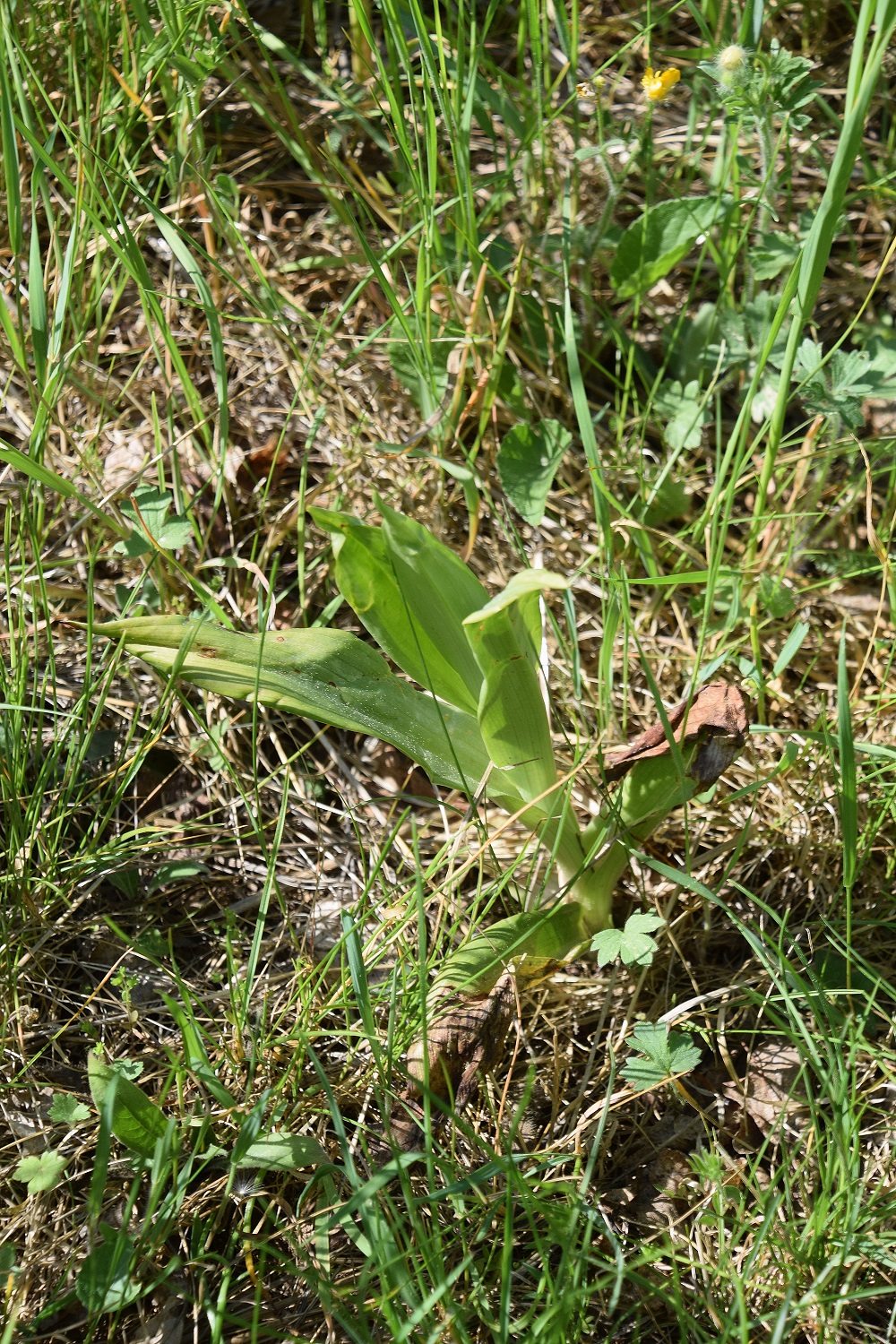 Perchtoldsdorf-07052020-(7) - kleine Heide - Himantoglossum adriaticum - Adria-Riemenzunge.JPG