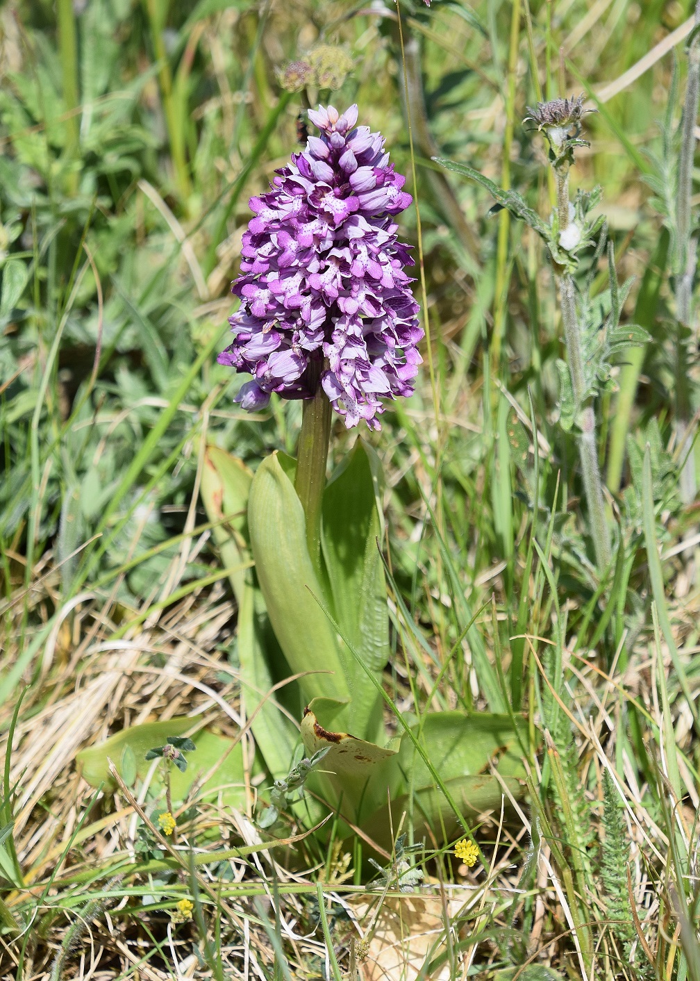 HB-Strassenwiese - unten-(34) - 08052020 - Orchis militaris - Helm-Knabenkraut.JPG