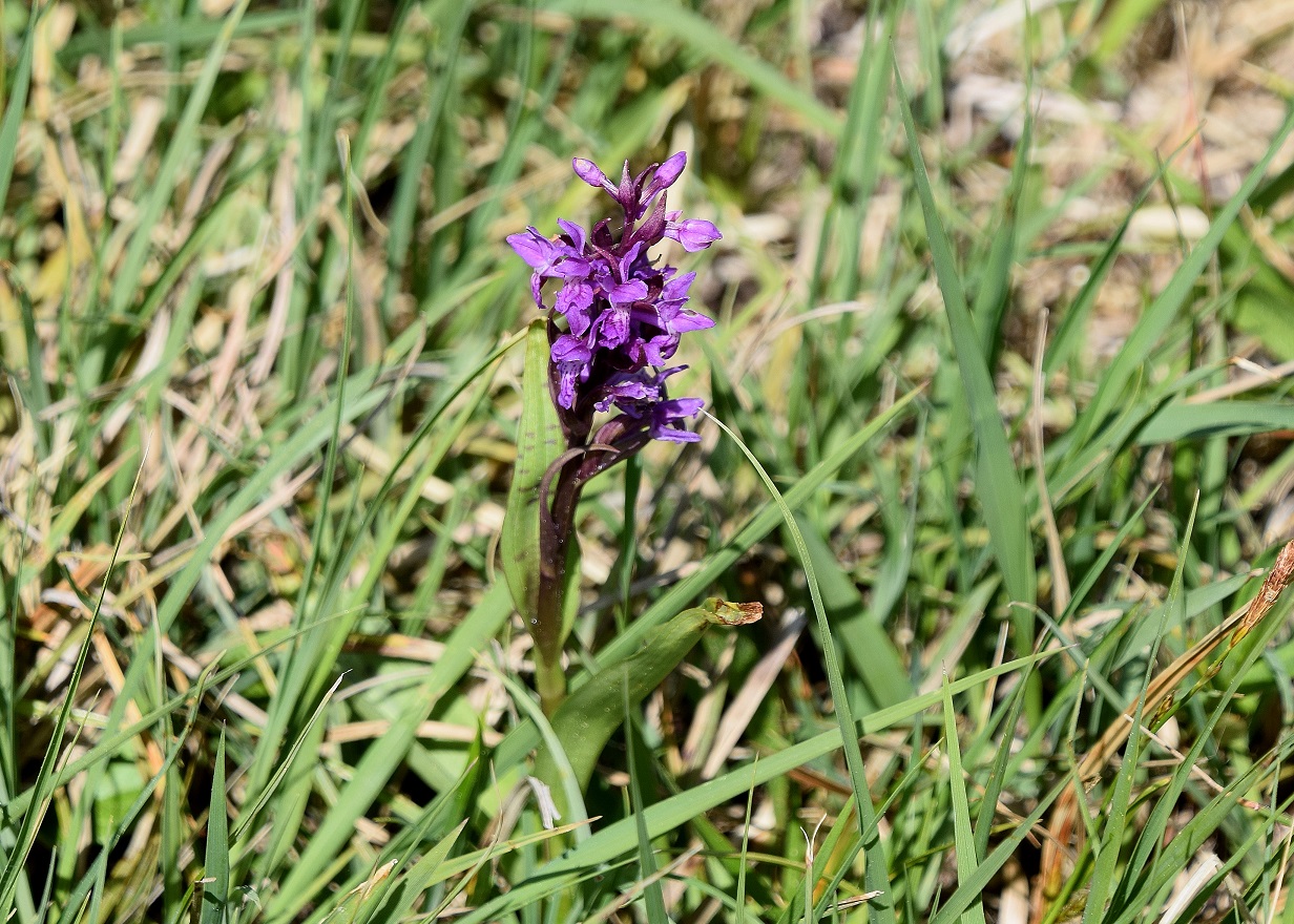 HB-Strassenwiese - unten-(36) - 08052020 - Dactylorhiza majalis - Breitblatt-Fingerwurz.JPG