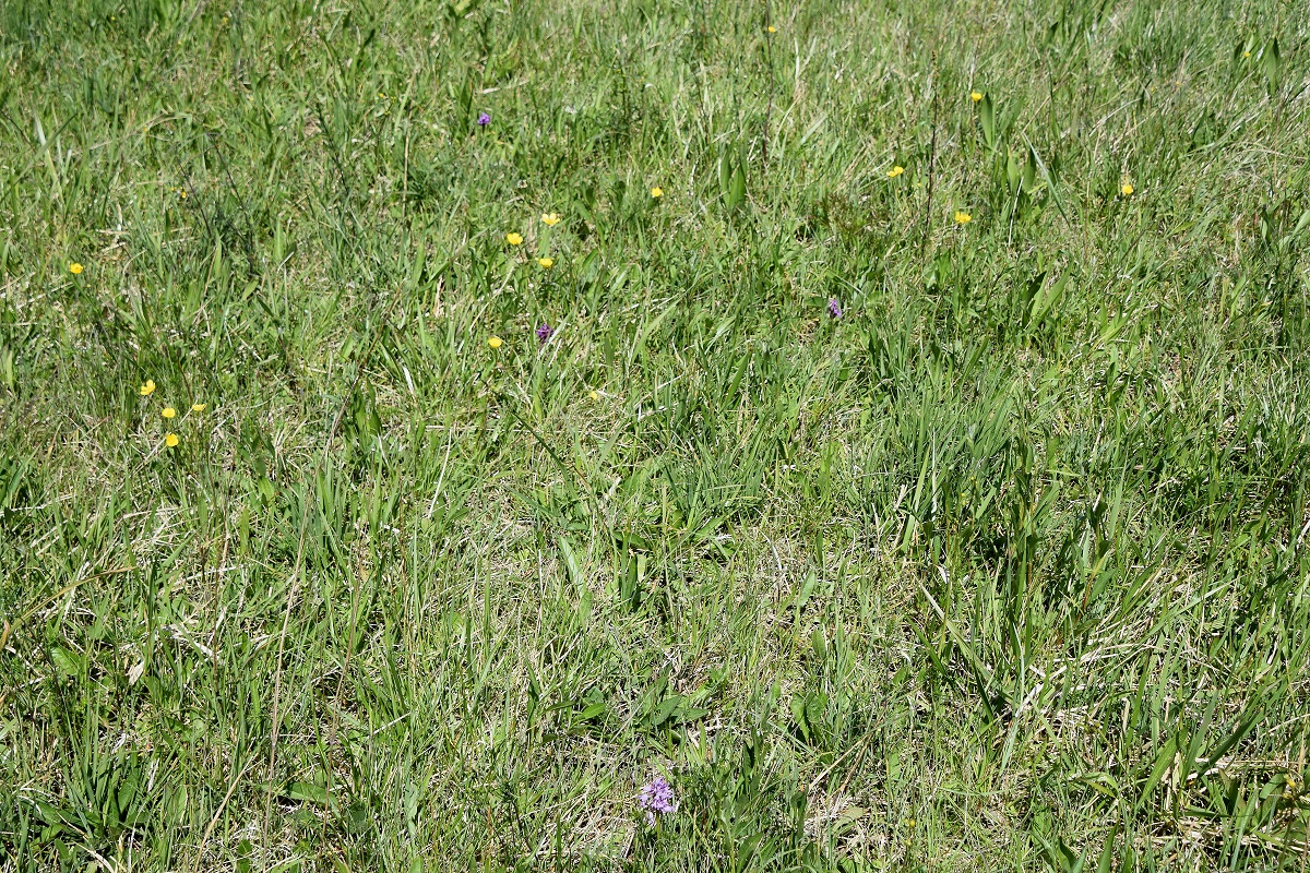 HB-Strassenwiese - unten-(35) - 08052020 - Orchis militaris - Helm-Knabenkraut und Dactylorhiza majalis - Breitblatt-Fingerwurz.JPG