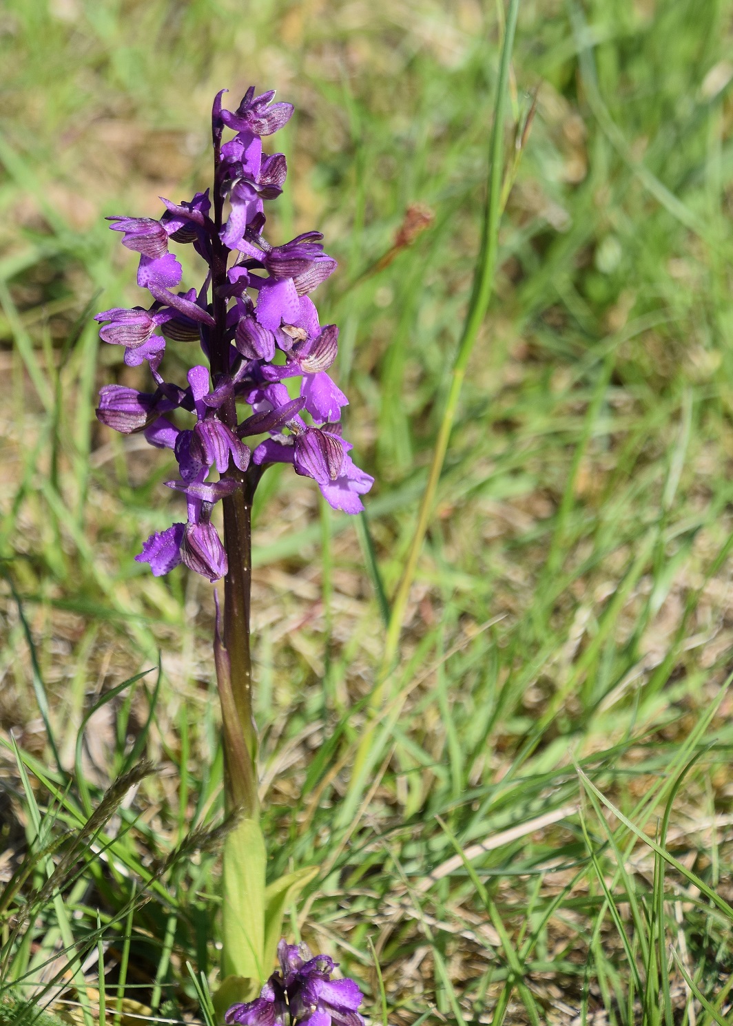 Hb-Kreuzriegel-08052020-(16) - Anacamptis morio - Klein-Hundswurz.JPG