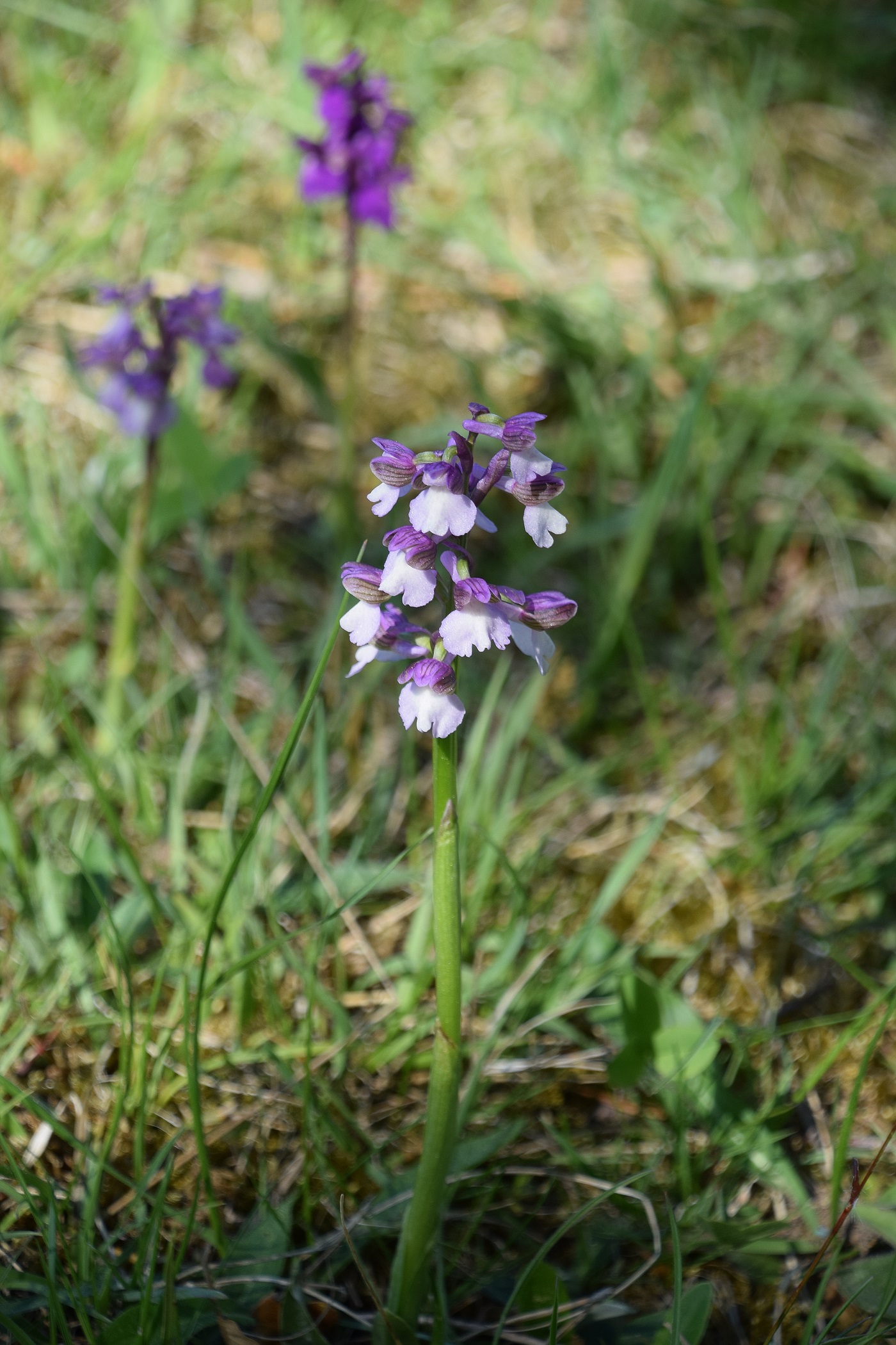 Hb-Kreuzriegel-08052020-(17) - Anacamptis morio - Klein-Hundswurz.JPG