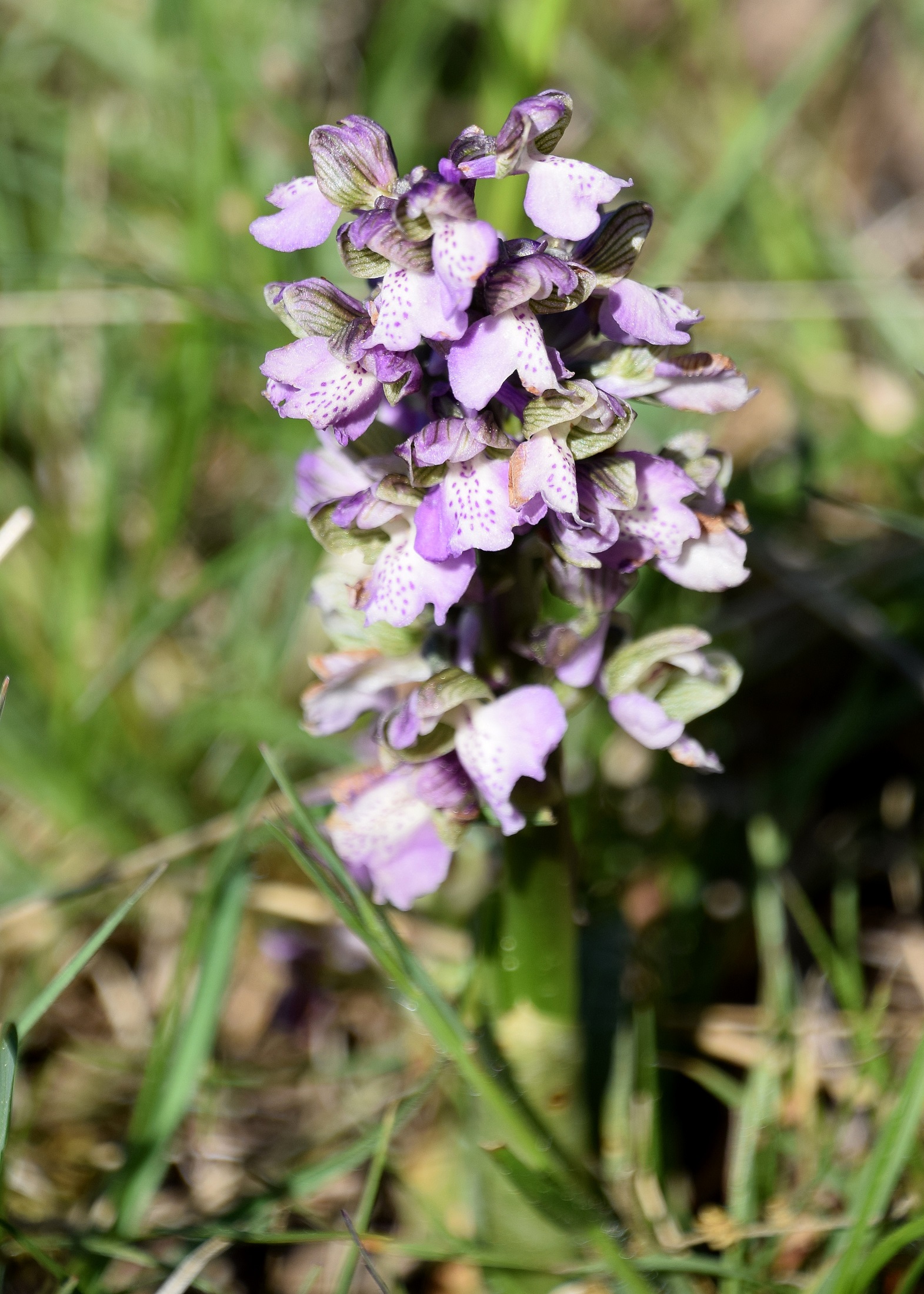 Hb-Kreuzriegel-08052020-(18) - Anacamptis morio - Klein-Hundswurz.JPG