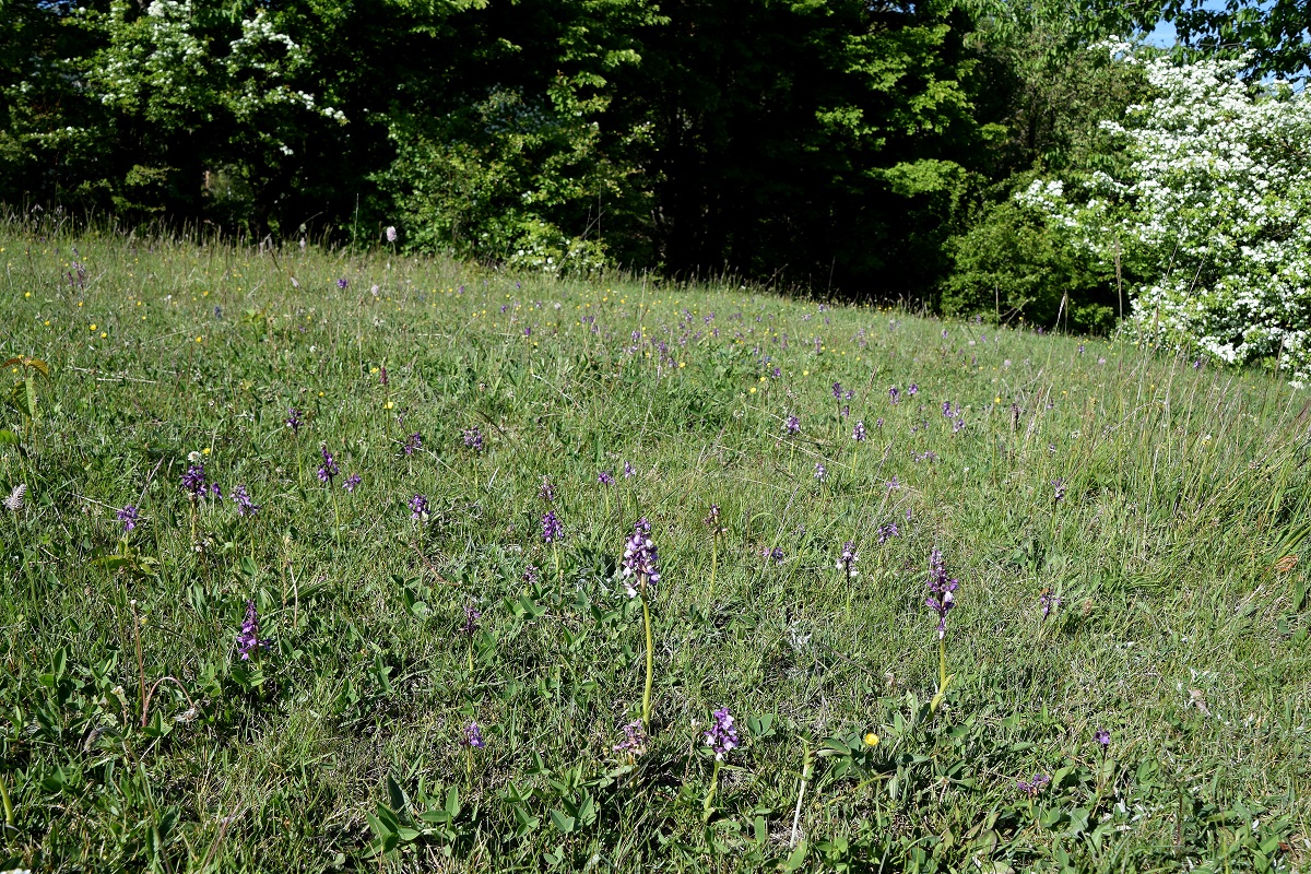 Hb-Kreuzriegel-08052020-(19) - Anacamptis morio - Klein-Hundswurz.JPG