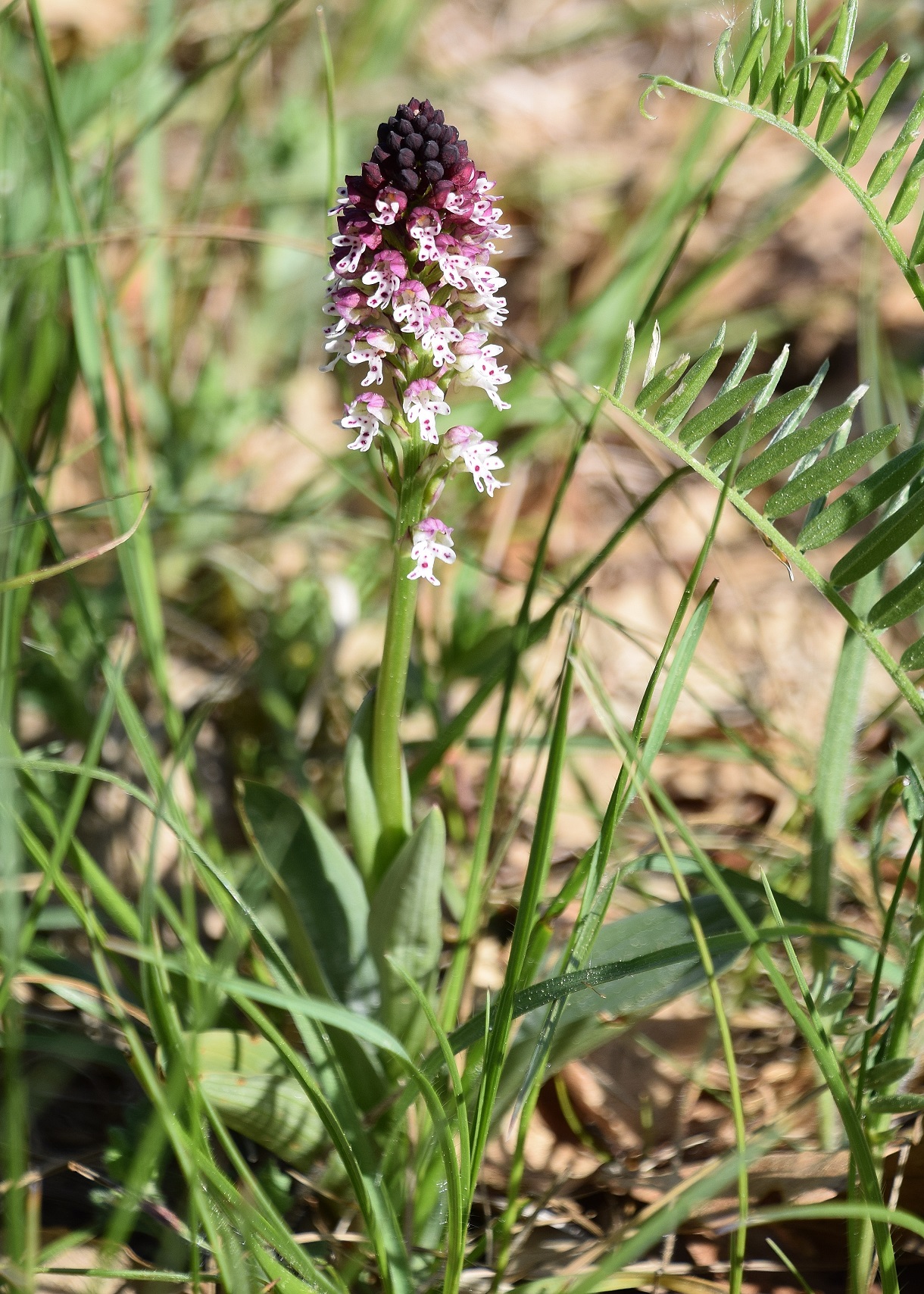 Hb-Kreuzriegel-08052020-(2) - Neotinea ustulata - Brand-Keuschständel.JPG