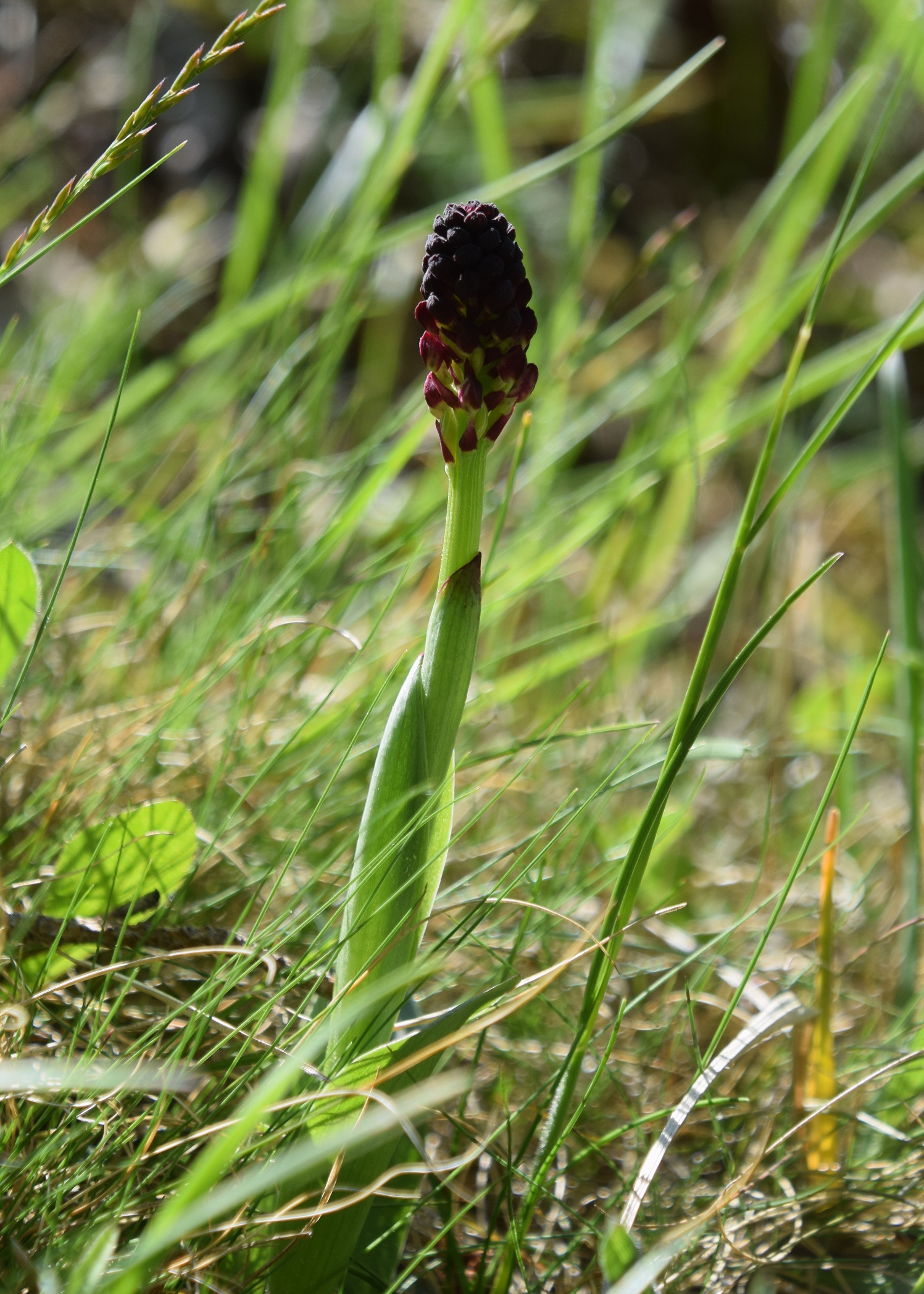 Hb-Kreuzriegel-08052020-(33) - Neotinea ustulata - Brand-Keuschständel.JPG