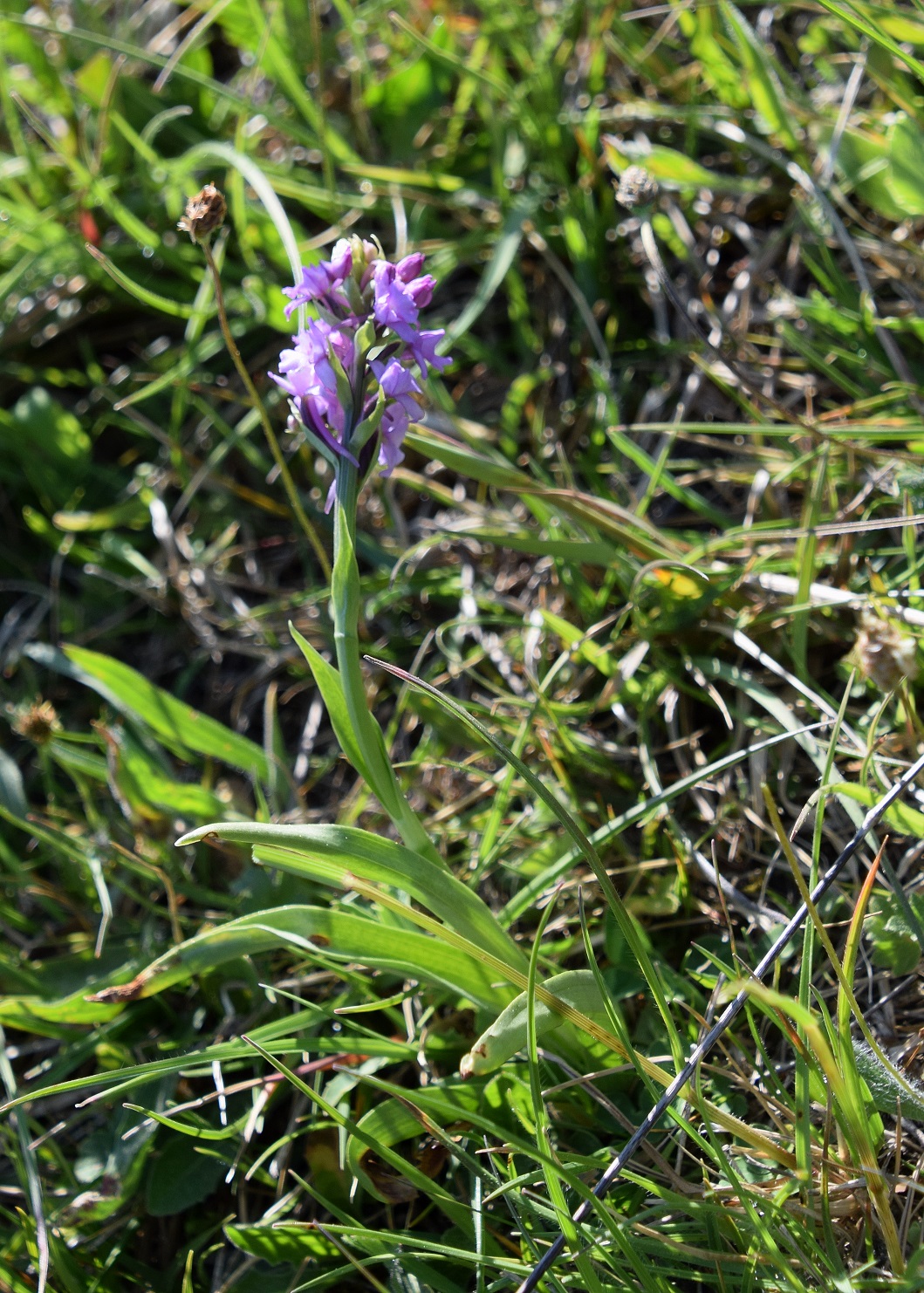 Hb-Kreuzriegel-08052020-(38) - Gymnadenia conopsea - Mücken-Händelwurz.JPG