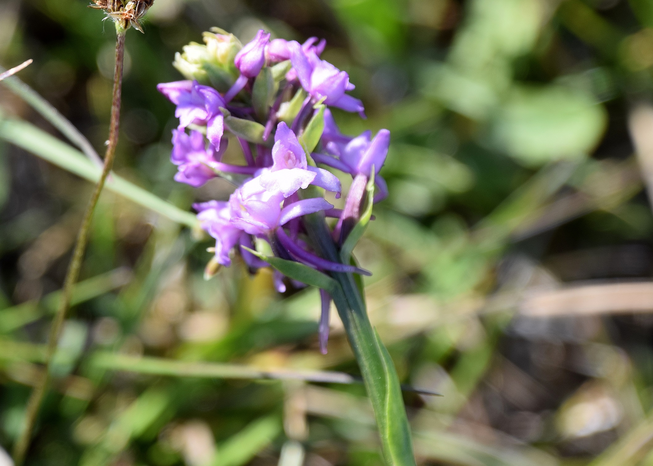 Hb-Kreuzriegel-08052020-(37) - Gymnadenia conopsea - Mücken-Händelwurz.JPG