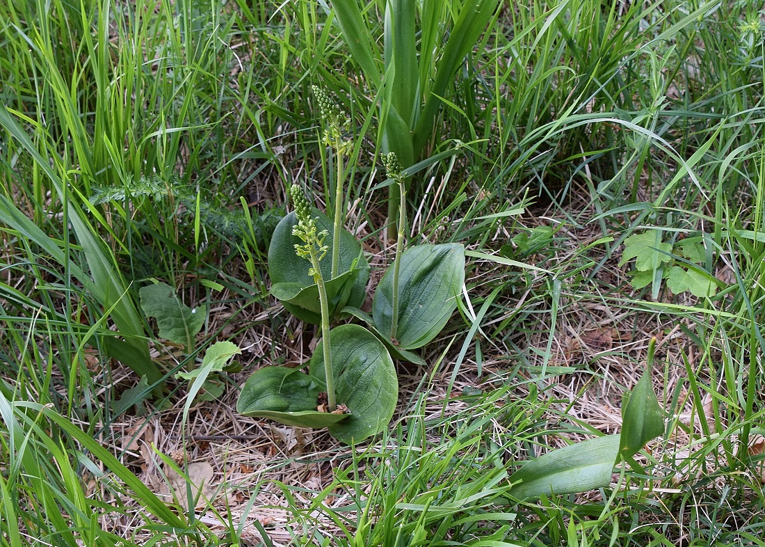 Wien 23 - 10052020-(33) - Neottia ovata - Gross-Zweiblatt - Kopie.JPG