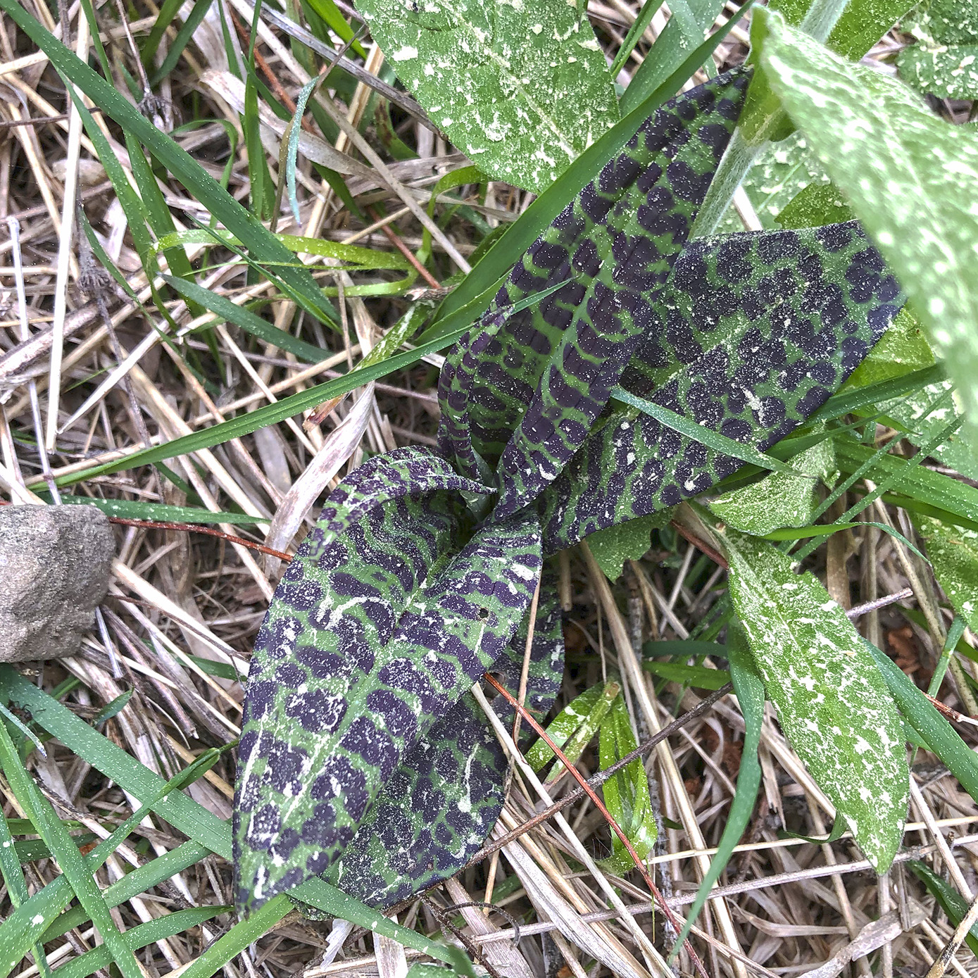 dactylorhiza majalis_hohenau.jpg