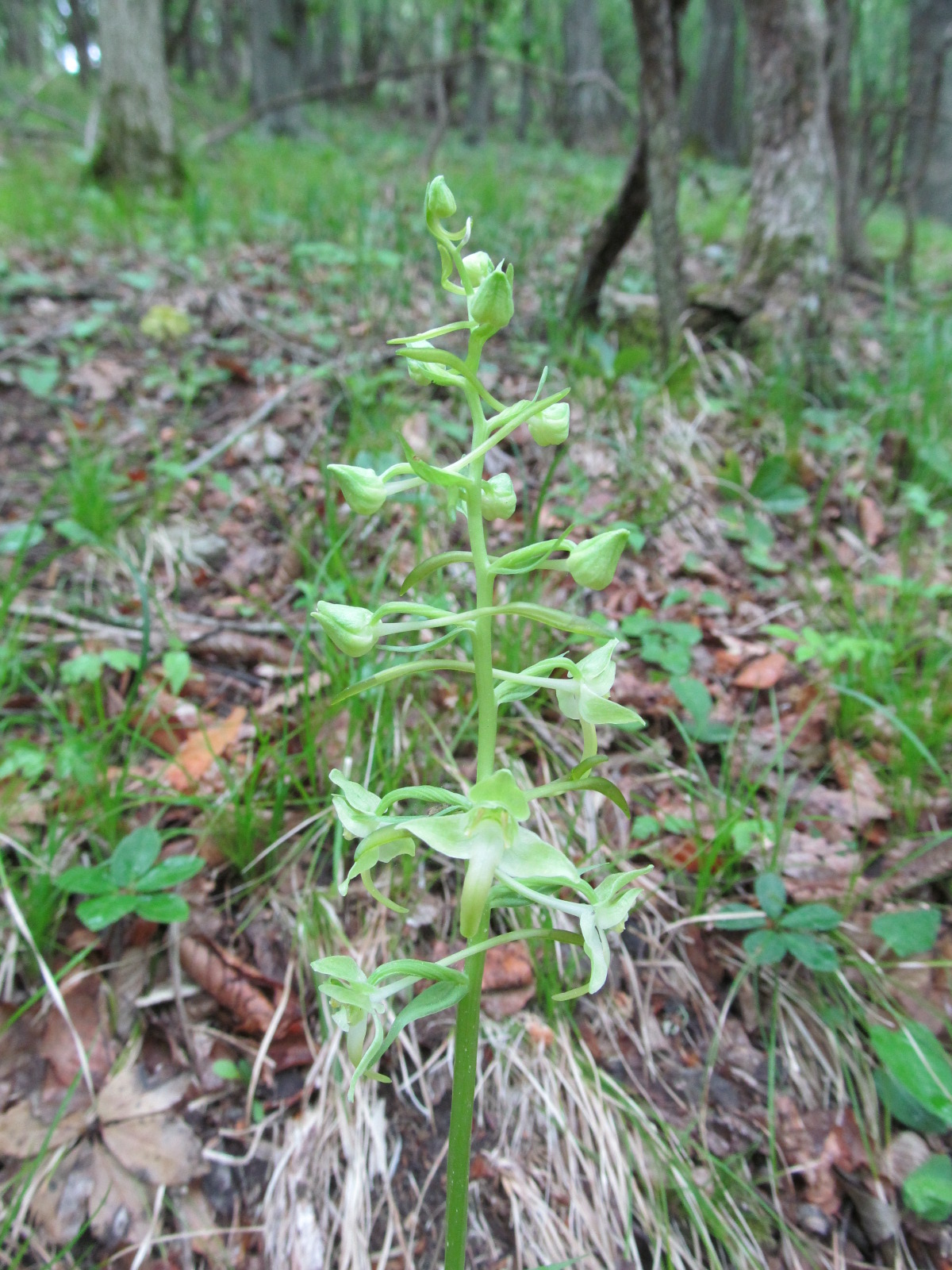 IMG_9377  Platanthera chloranta, Rabenhofwald.JPG