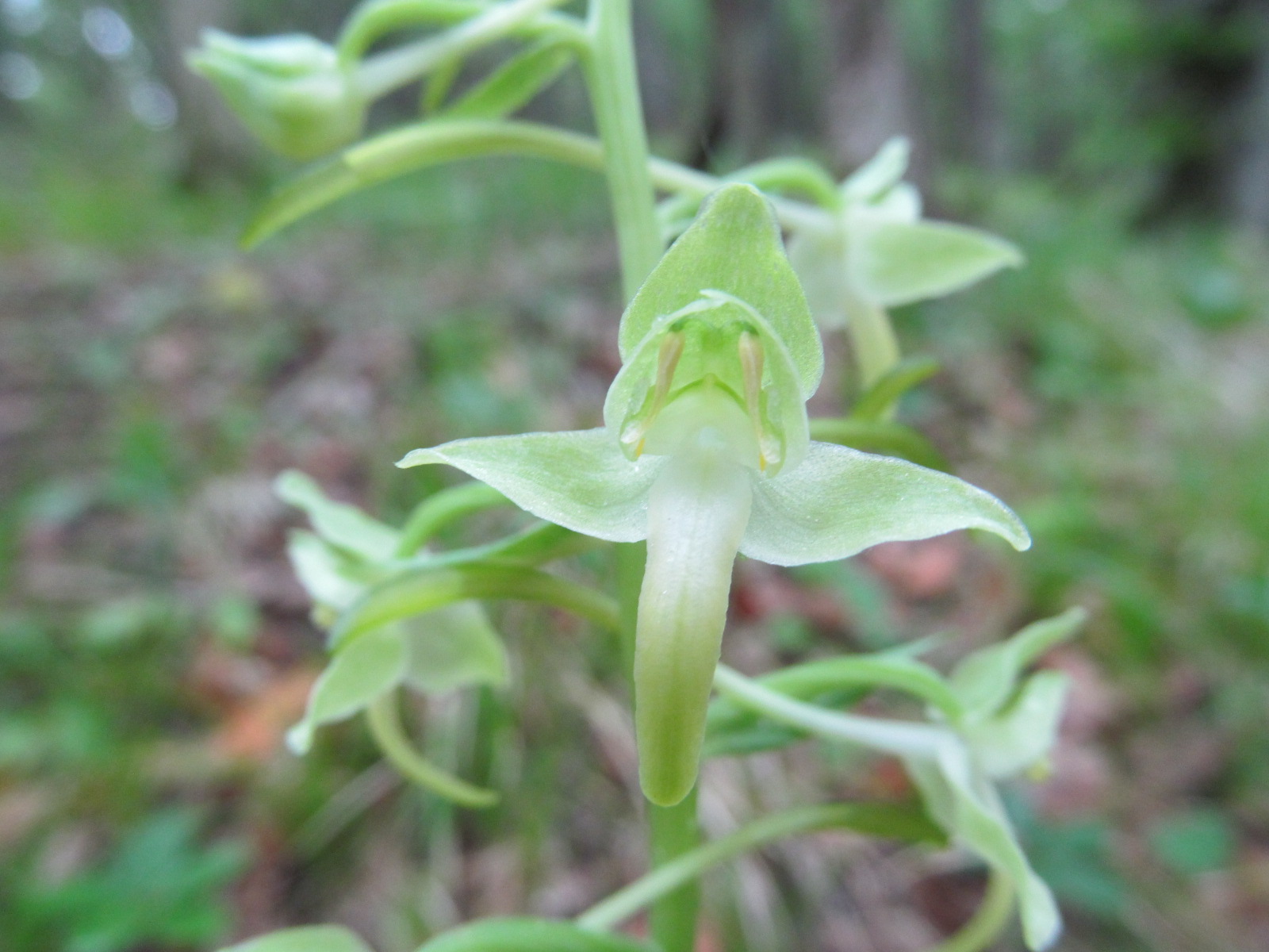 IMG_9379  Platanthera chloranta, Rabenhofwald.JPG