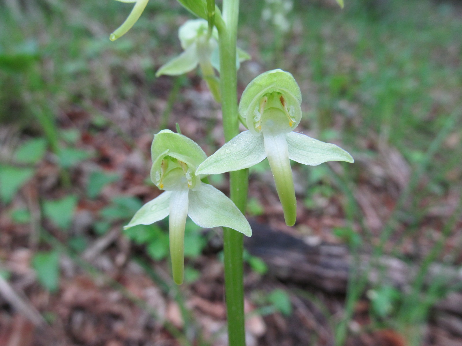 IMG_9382  Platanthera chloranta, Rabenhofwald.JPG