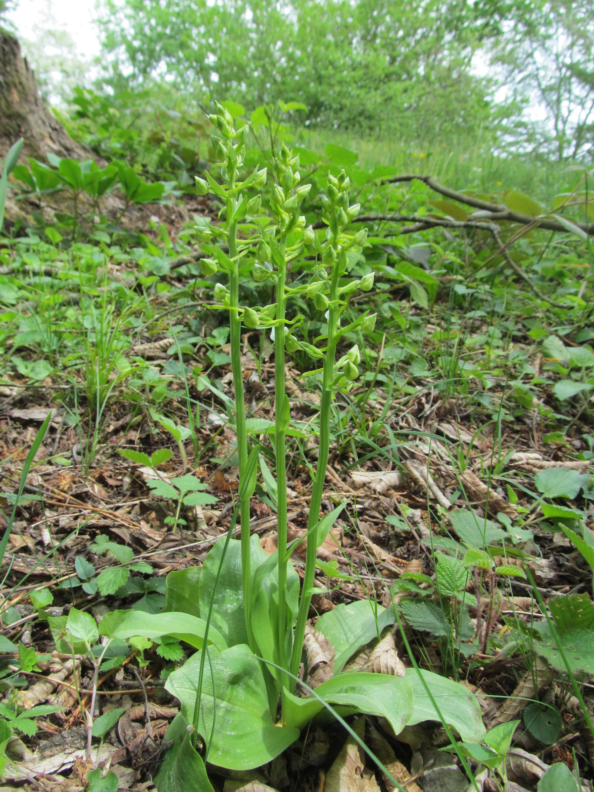 IMG_9372 Platanthera chloranta, Bollwein.JPG