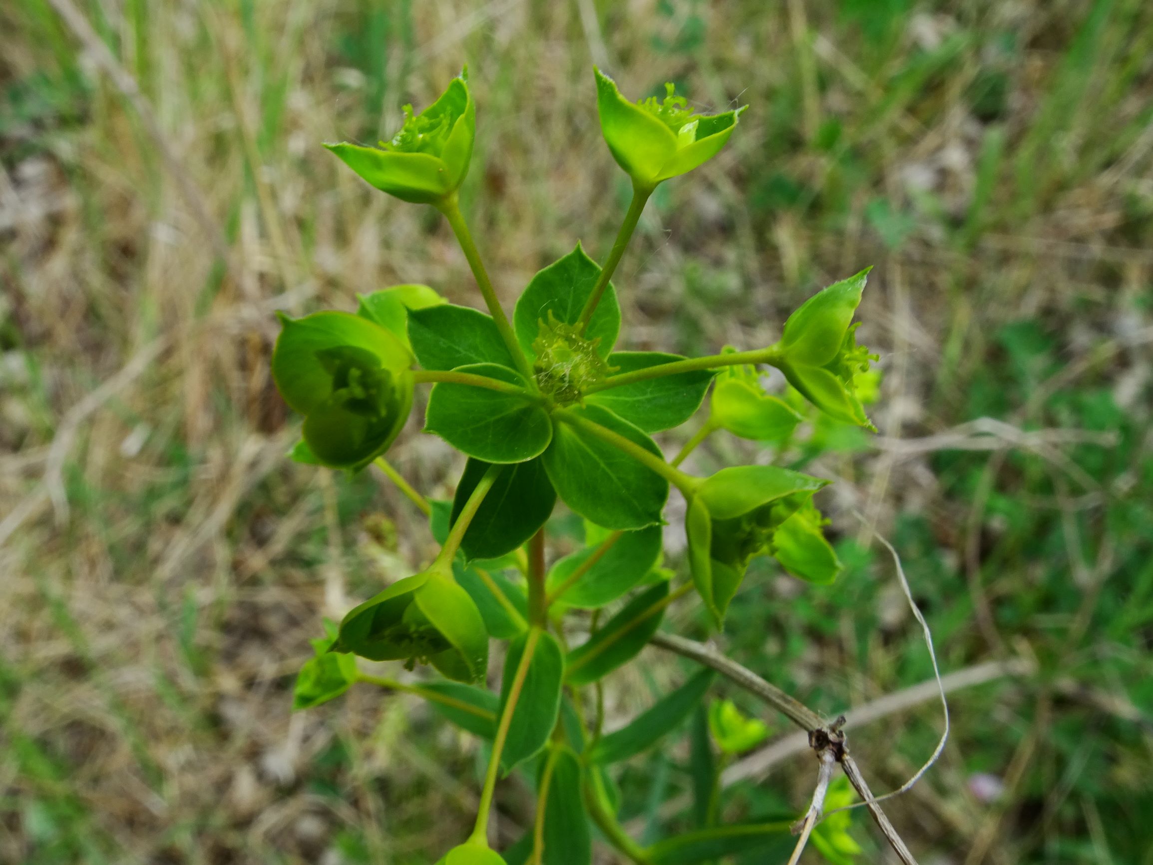 DSC04435 euphorbia cf. saratoi.JPG