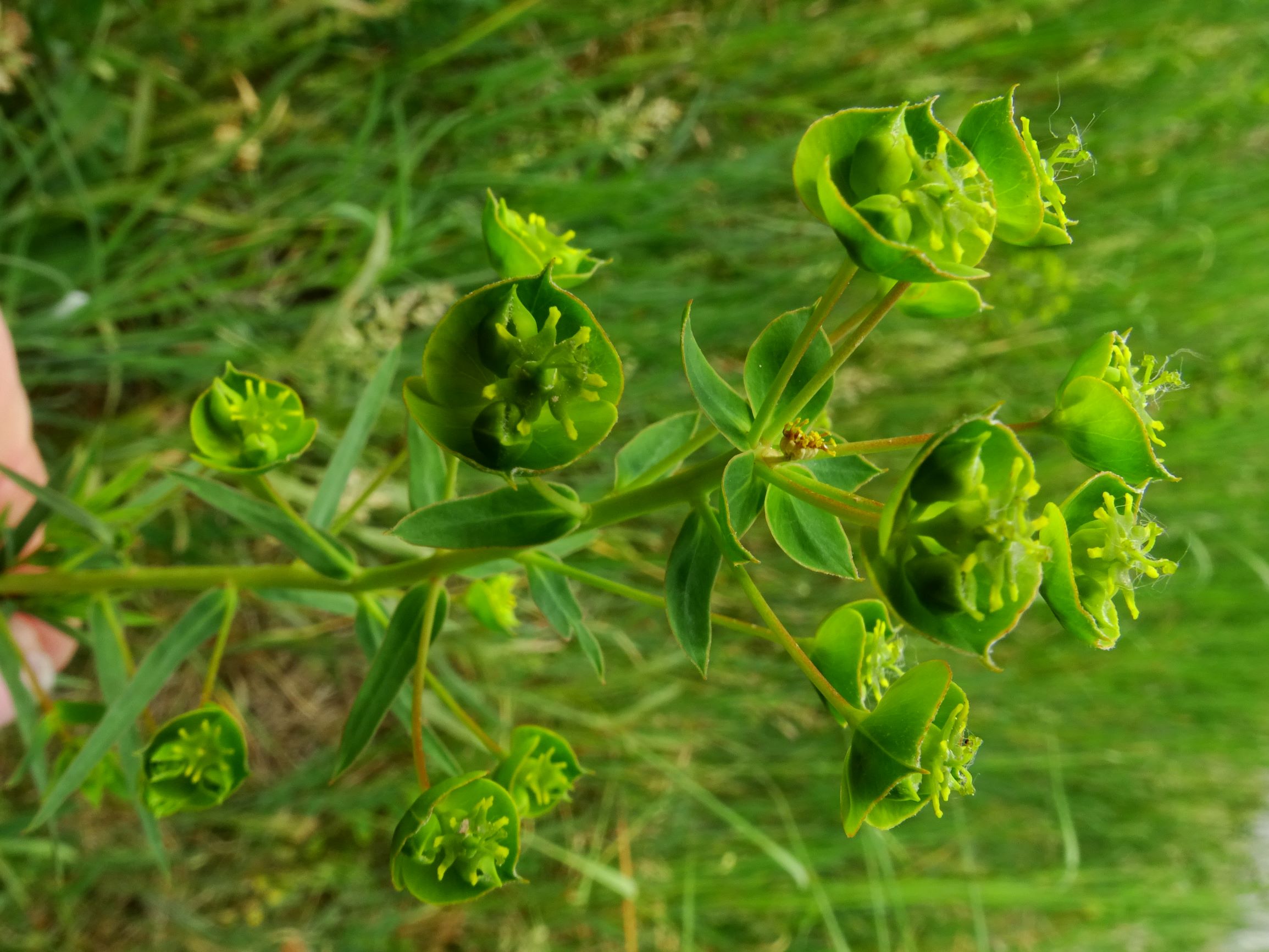 DSC04443 euphorbia cf. saratoi.JPG