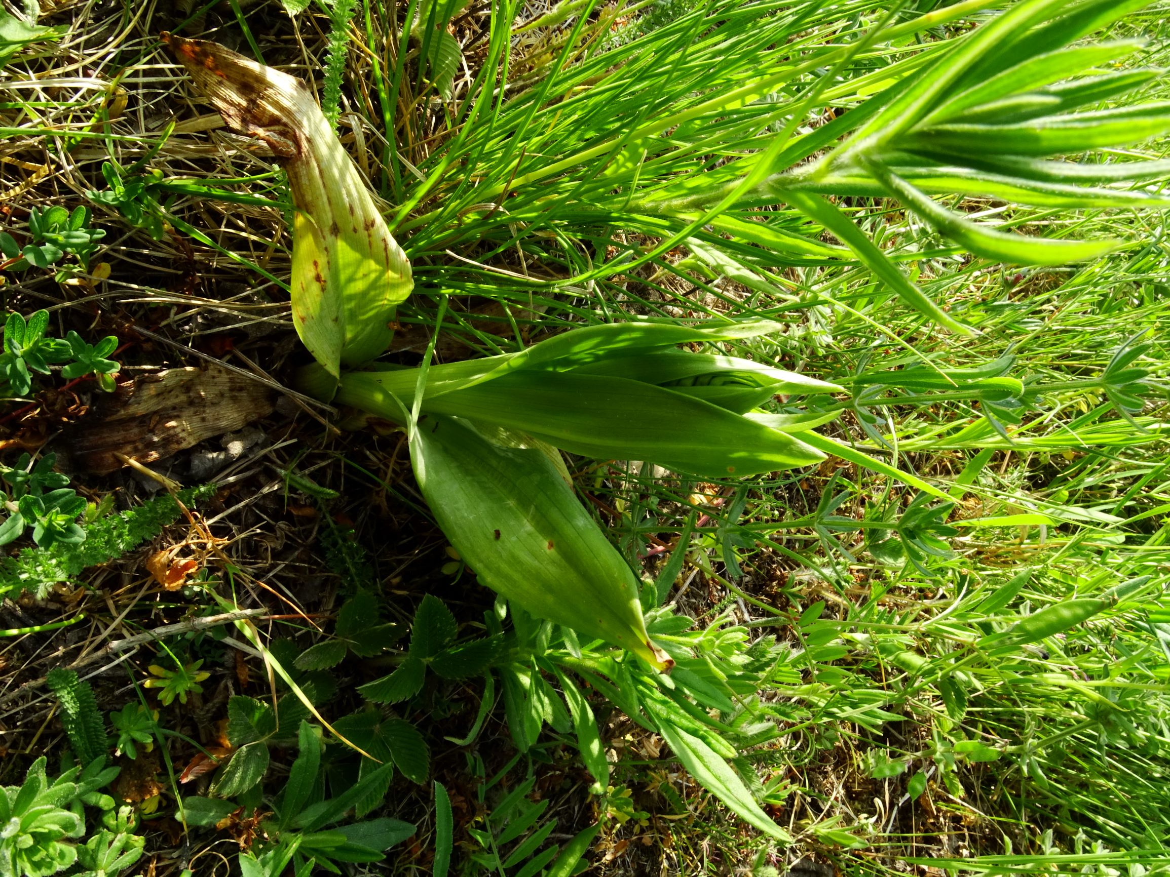 DSC04882 himantoglossum adriaticum spitzerberg.JPG