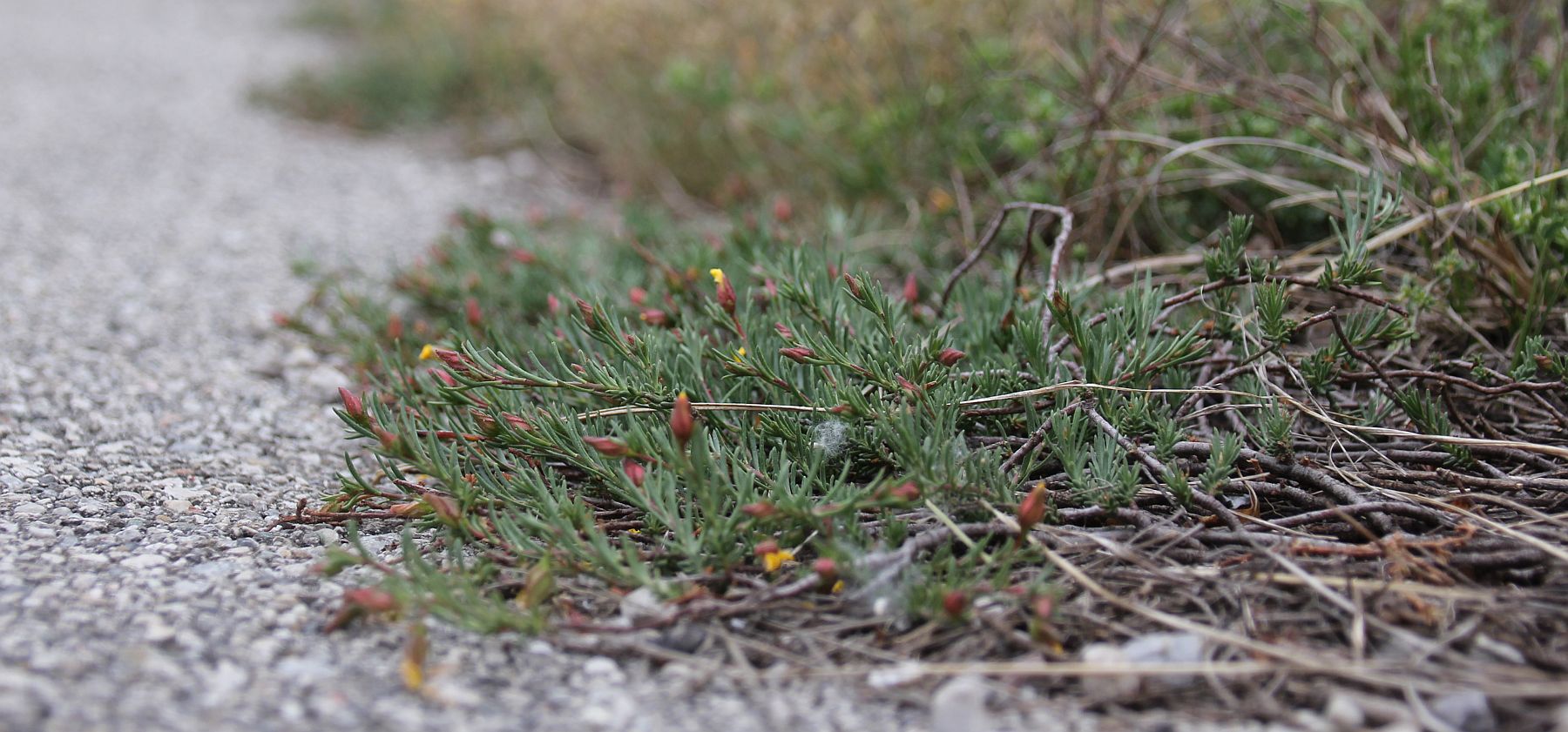 Fumana procumbens WrNeustadt Civitas Nova_20200514_04.jpg