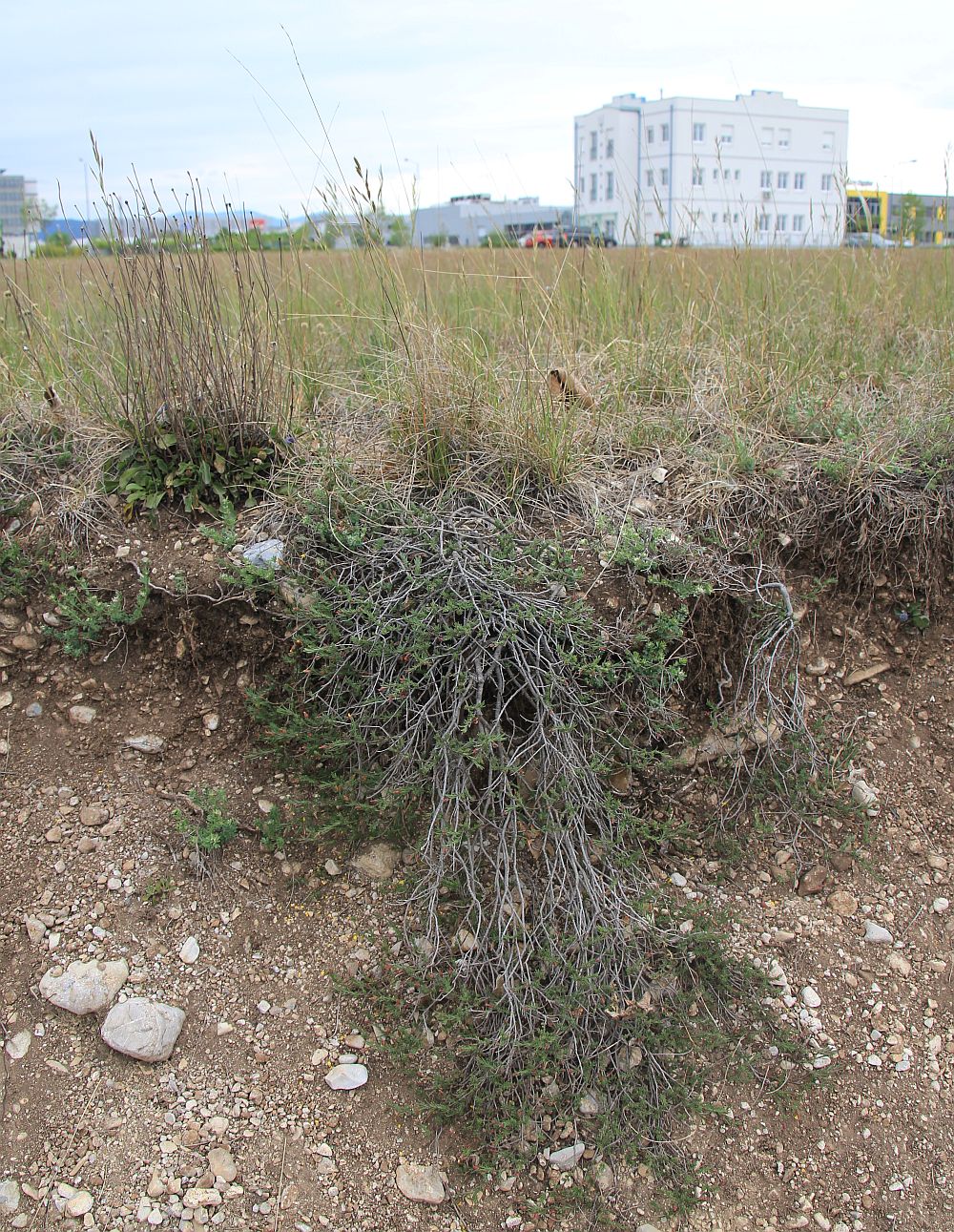 Fumana procumbens WrNeustadt Civitas Nova_20200514_14.jpg