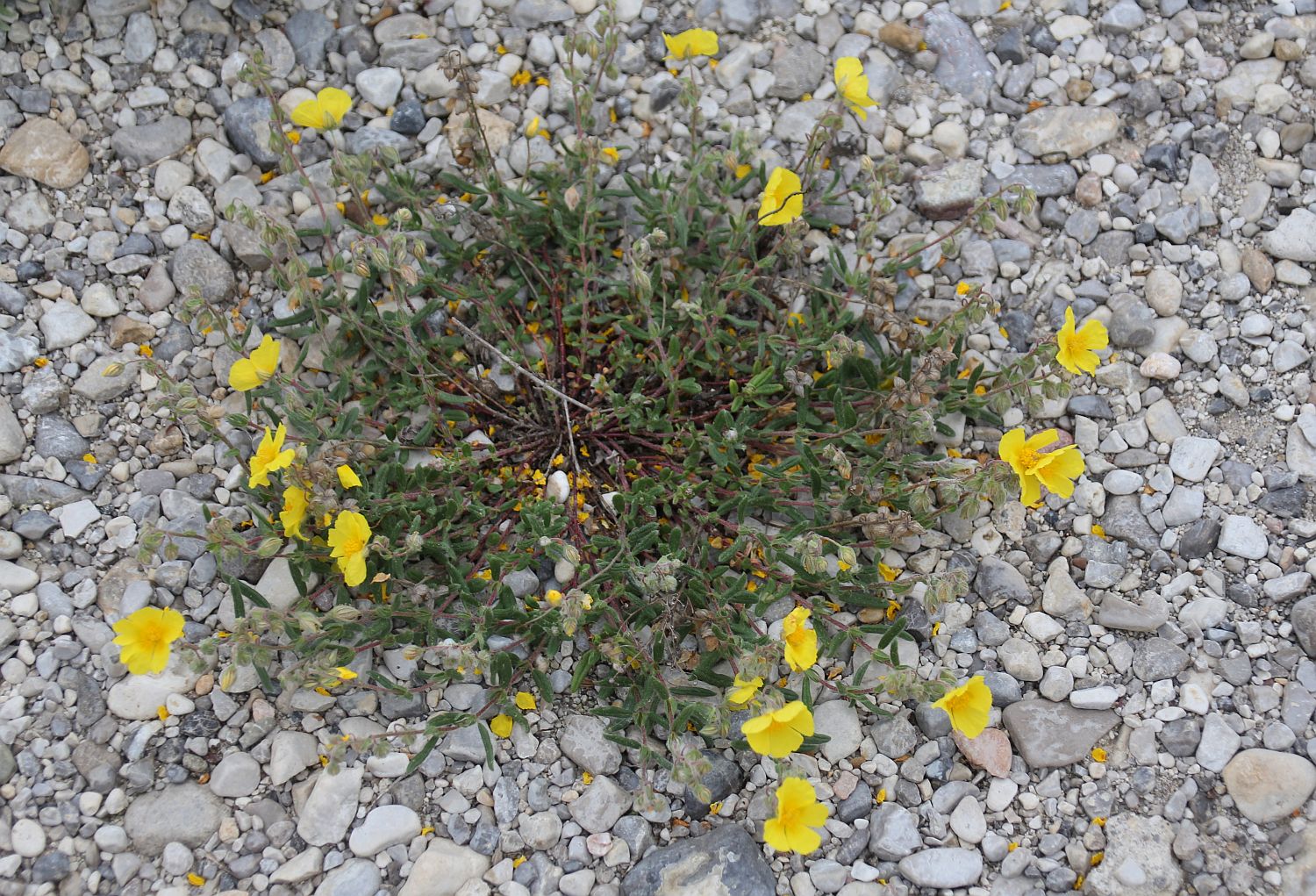 Helianthemum nummularium obscurum WrNeustadt Civitas Nova_20200514_03.jpg