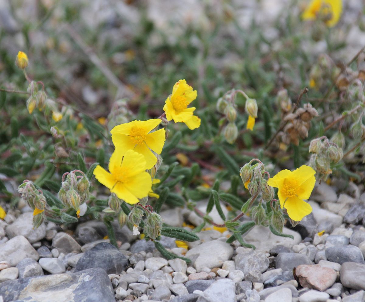 Helianthemum nummularium obscurum WrNeustadt Civitas Nova_20200514_05.jpg