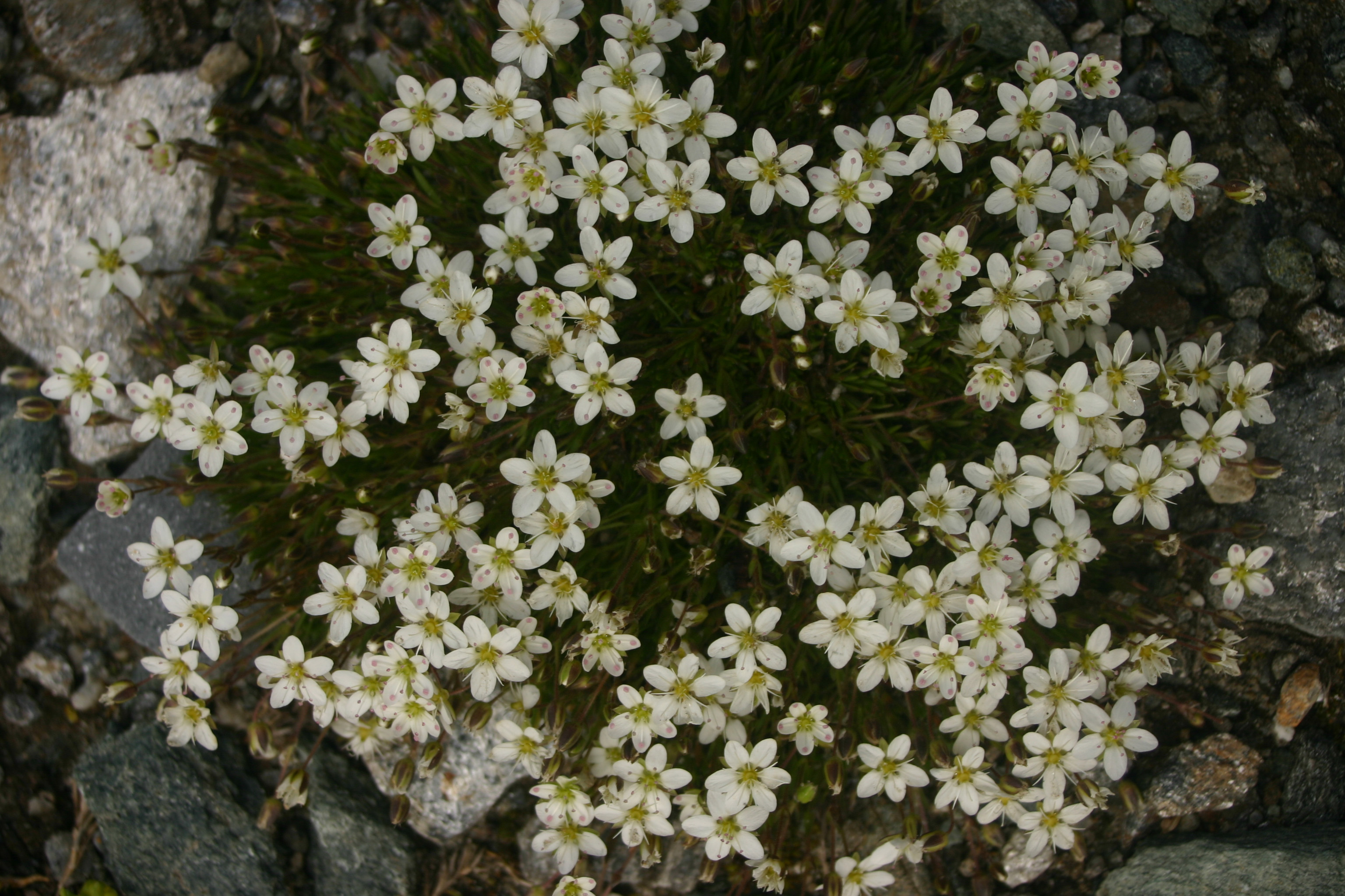 Minuartia_gerardii_Pasterze_2008_07_01.jpg