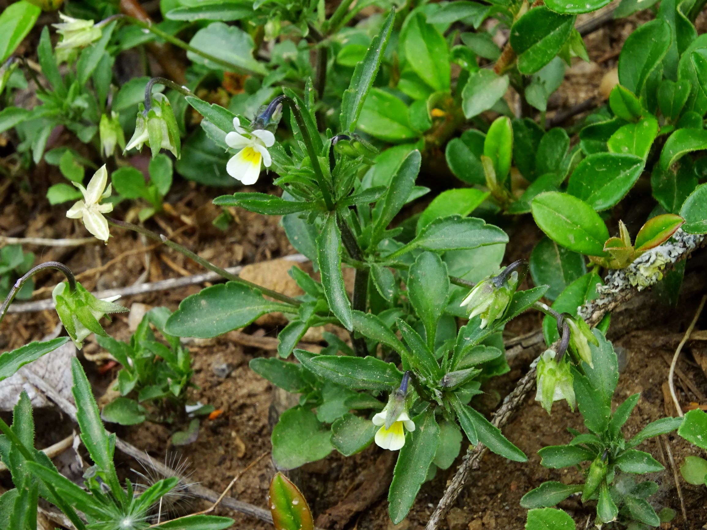 DSC04262 prell viola arvensis arvensis.JPG