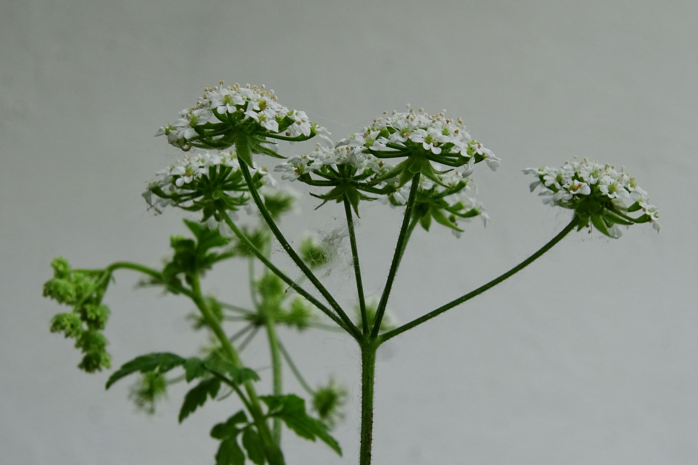 DSC04279 prell chaerophyllum temulum.JPG