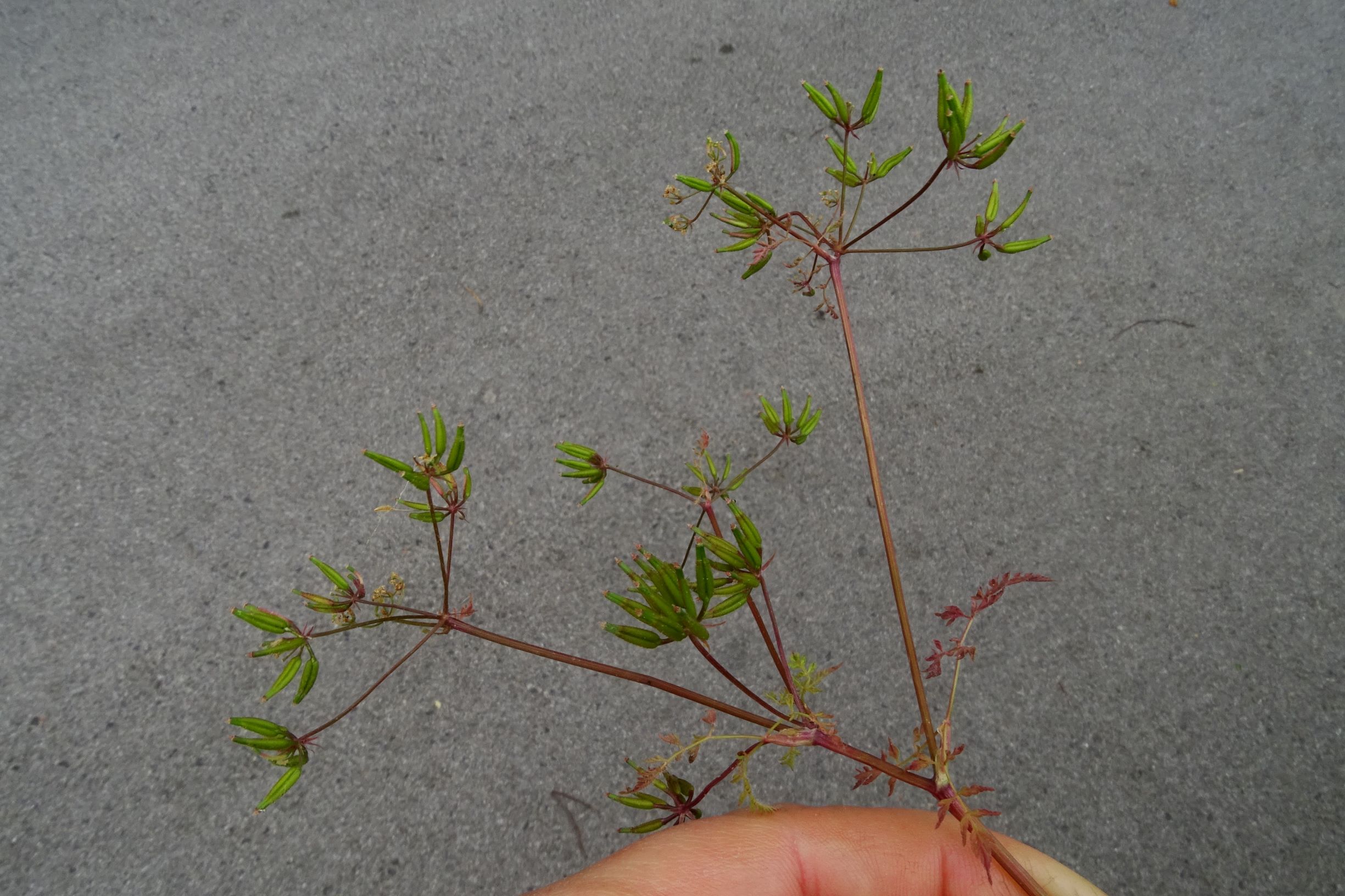 DSC04308 prell anthriscus cerefolium.JPG