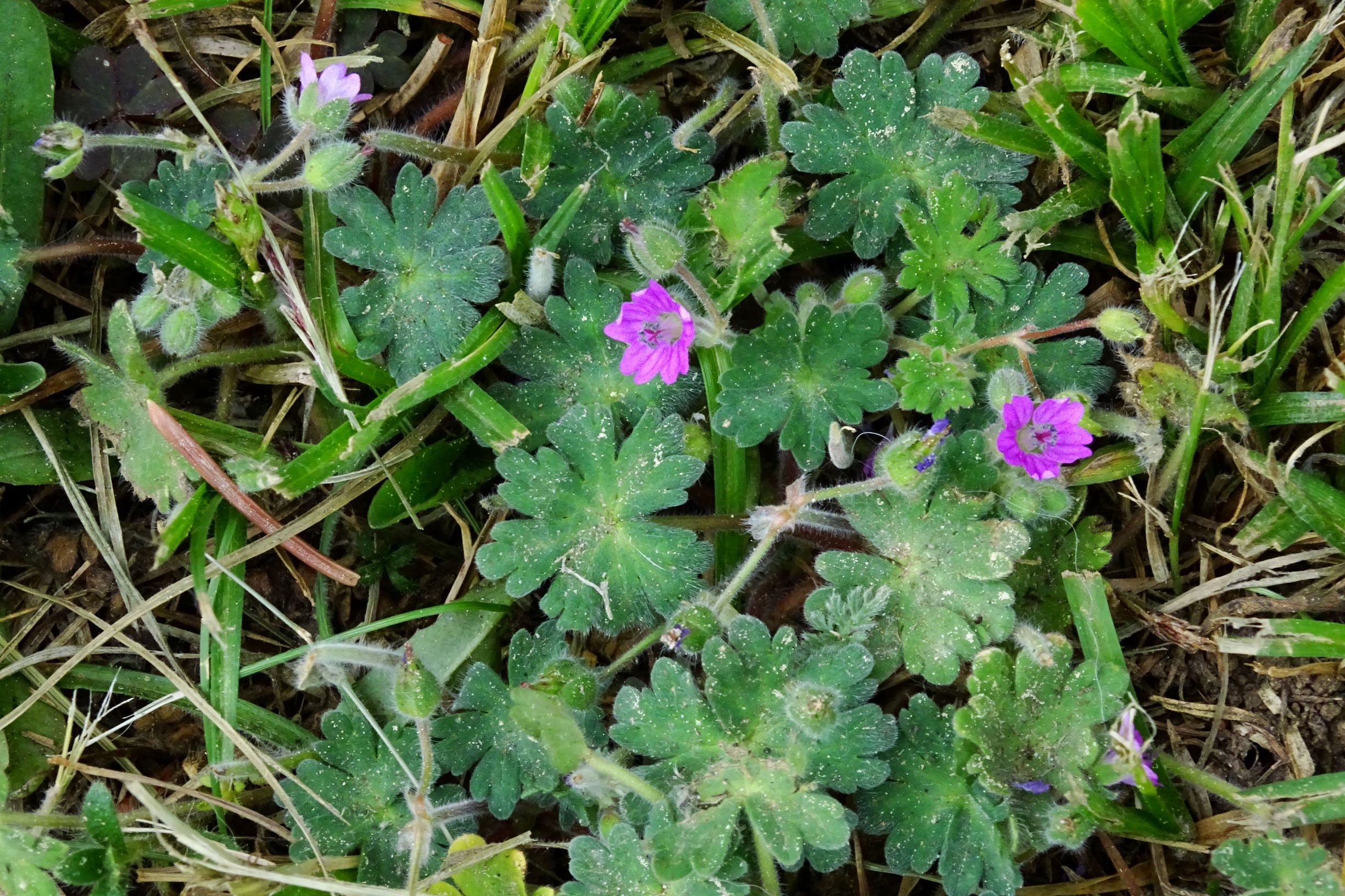 DSC04332 prell geranium molle, carex hirta.JPG