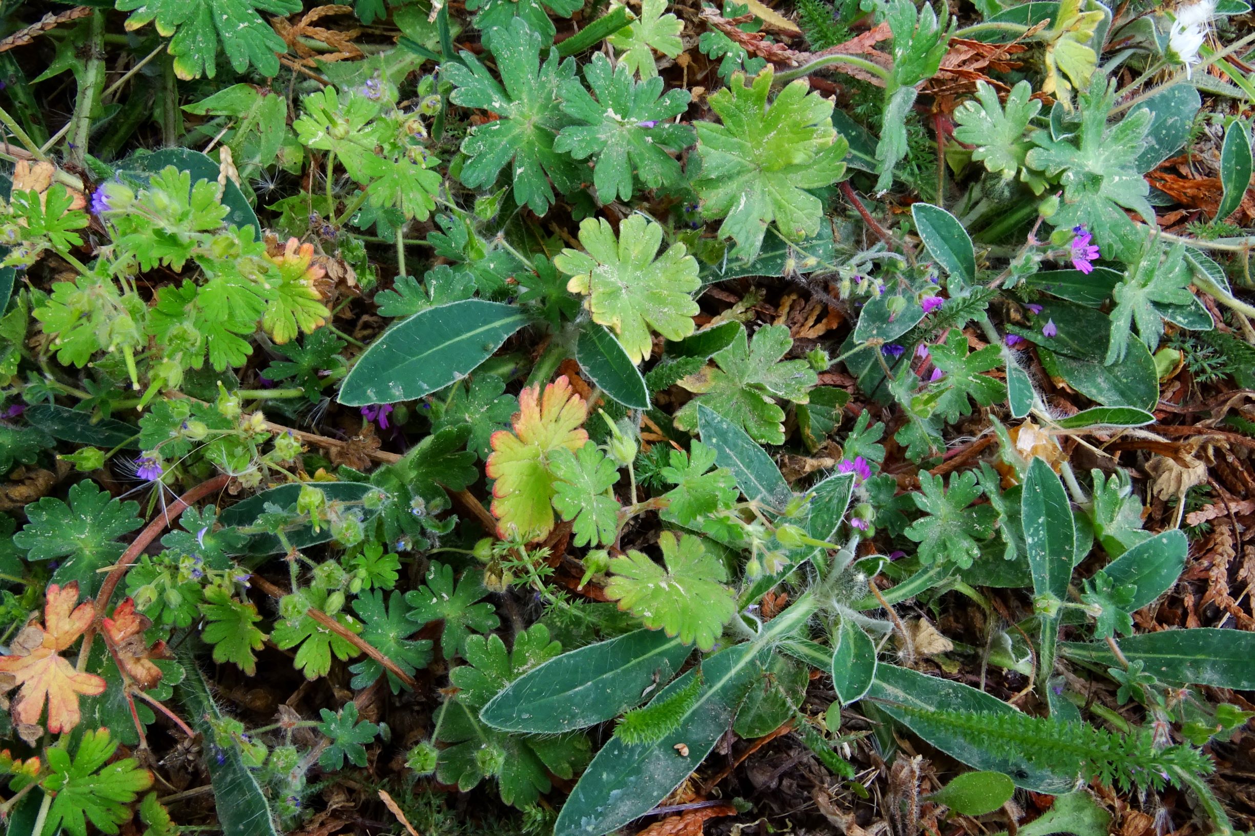 DSC04349 prell geranium pusillum, geranium molle, hieracium pilosella.JPG