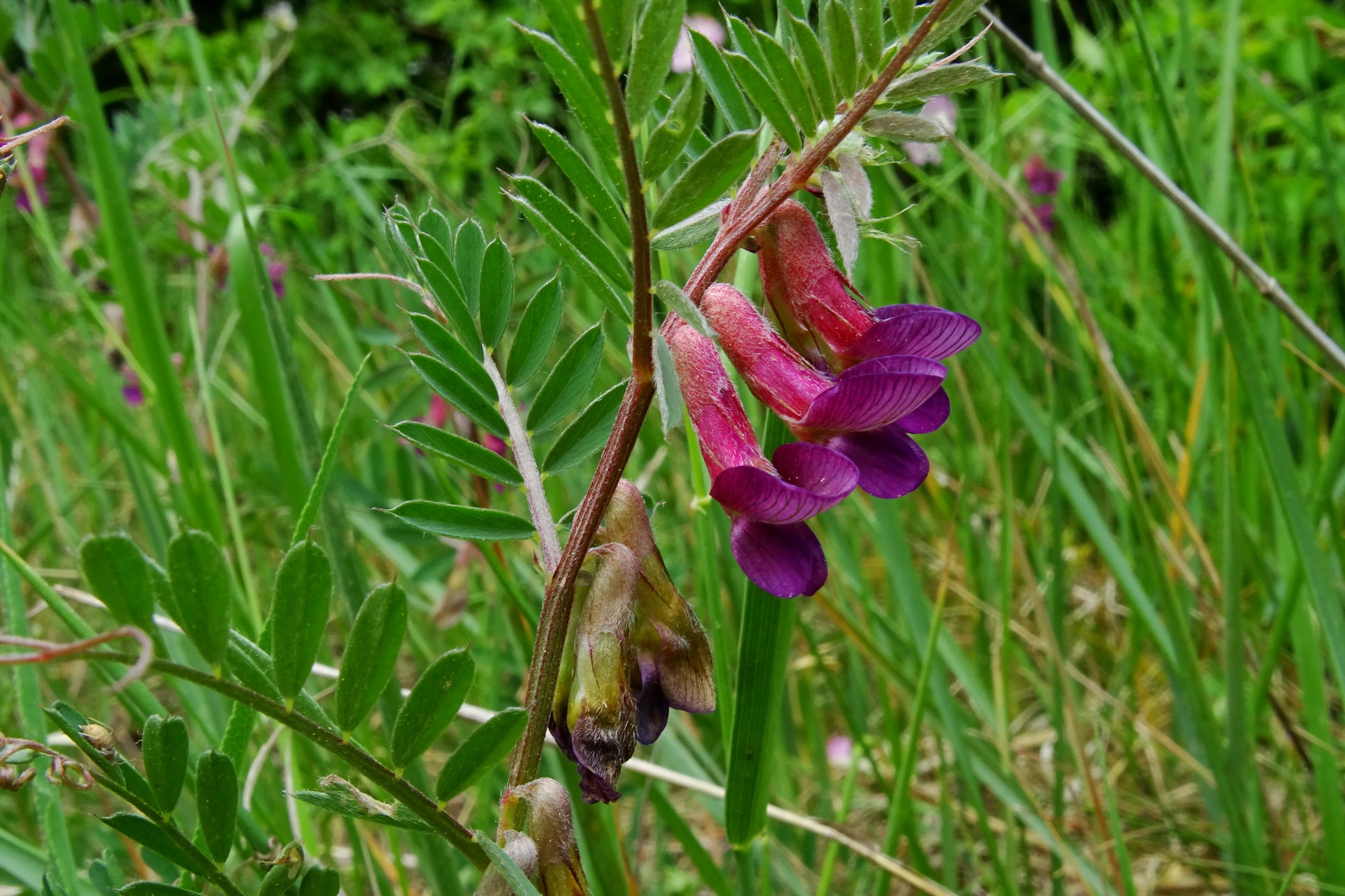 DSC04395 prell vicia pannonica striata.JPG