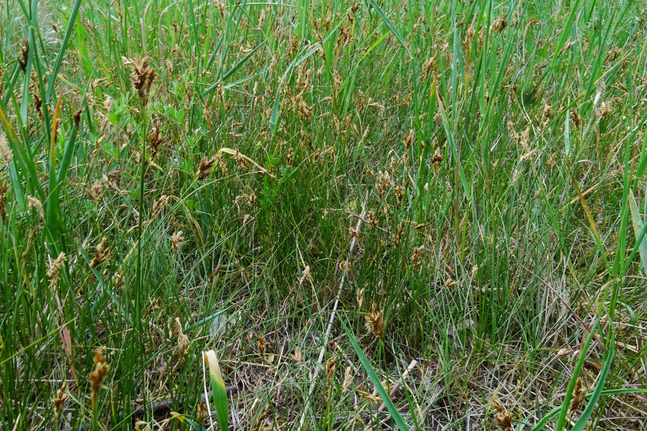 DSC04397 prell carex praecox.JPG