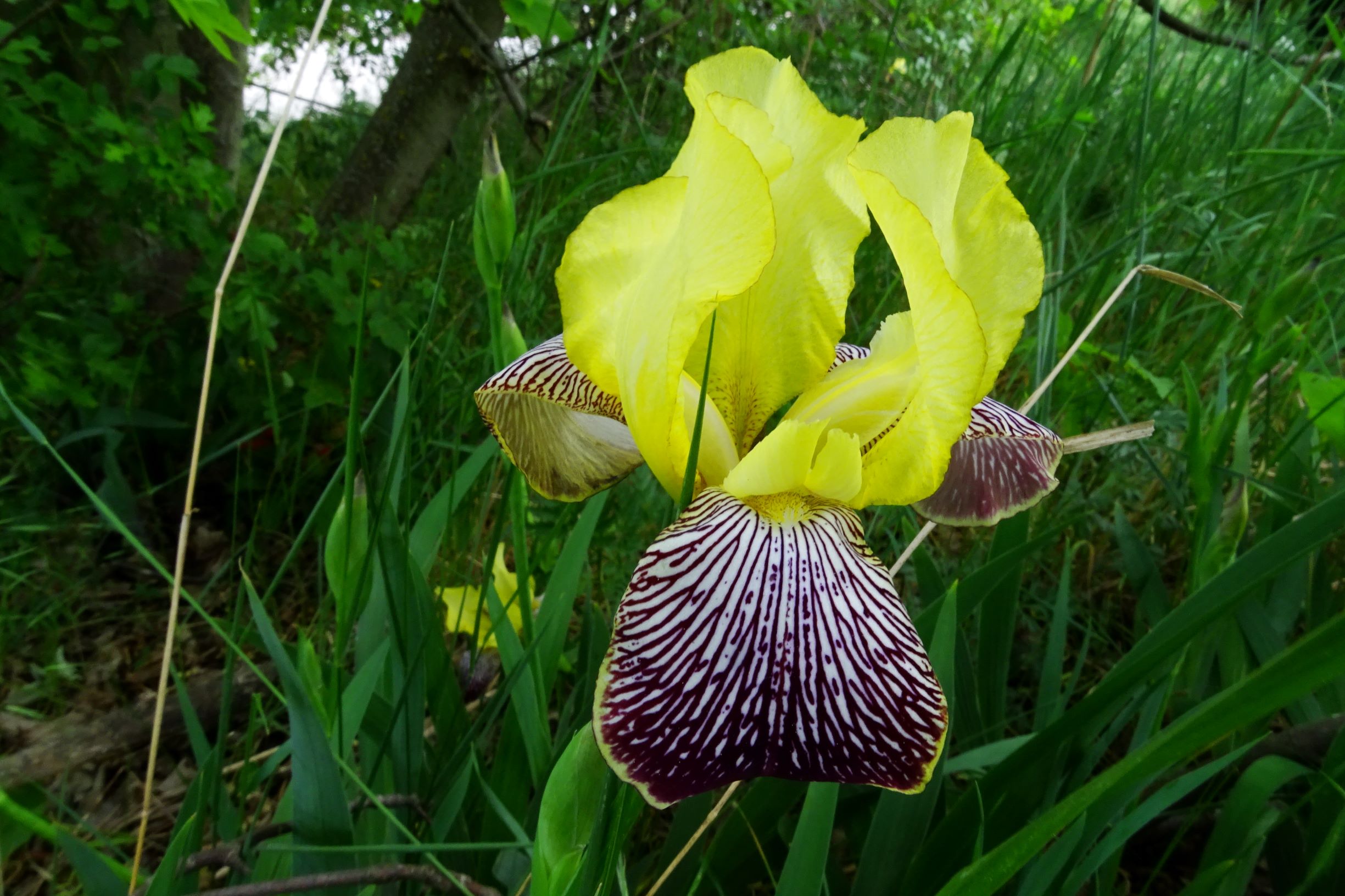 DSC04410 prell iris variegata cf. x.JPG