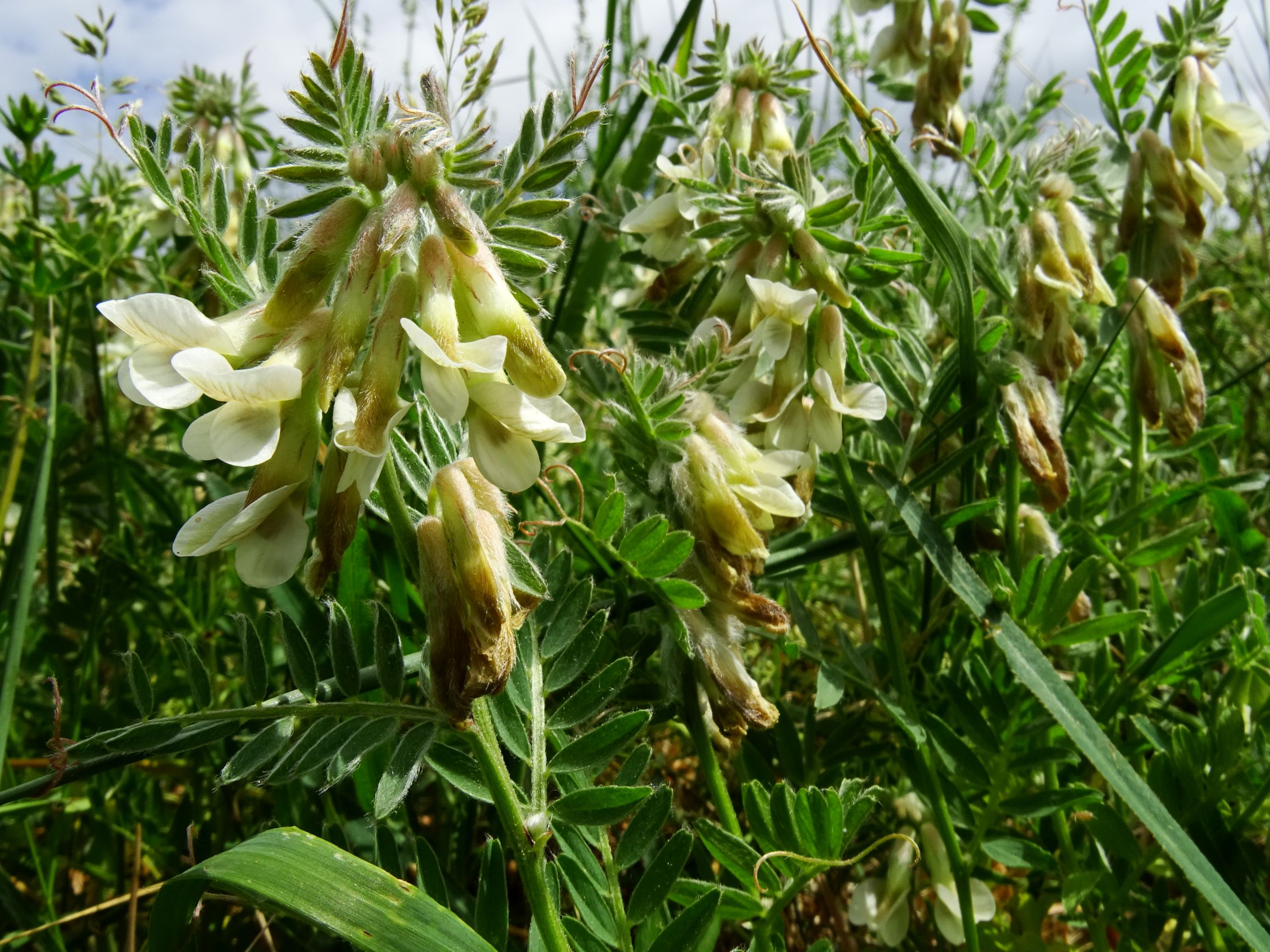 DSC04472 prell vicia pannonica pannonica.JPG