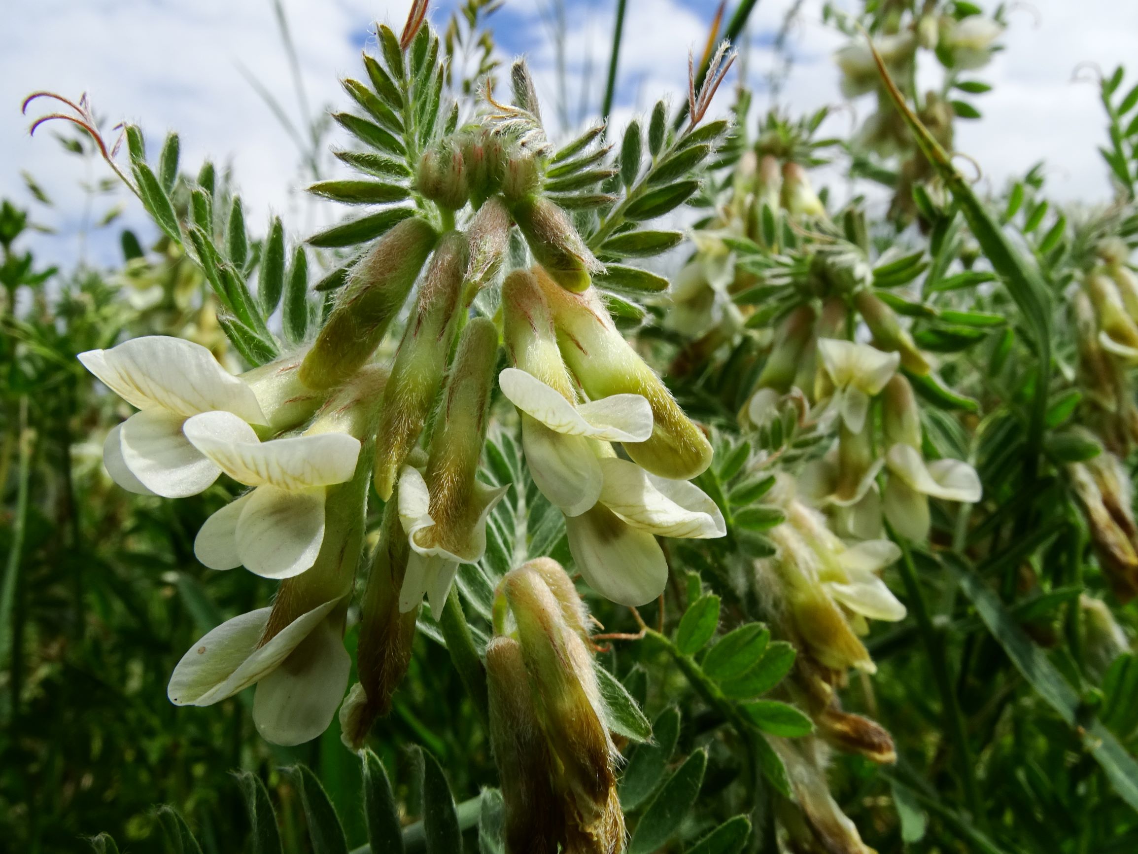 DSC04474 prell vicia pannonica pannonica.JPG