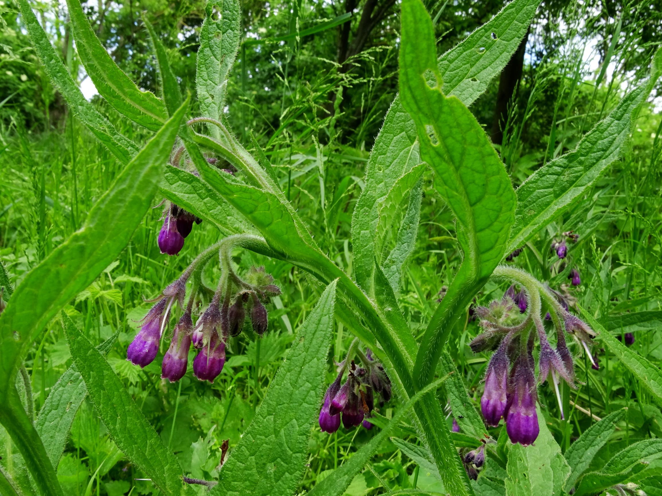 DSC04525 prell symphytum officinale.JPG