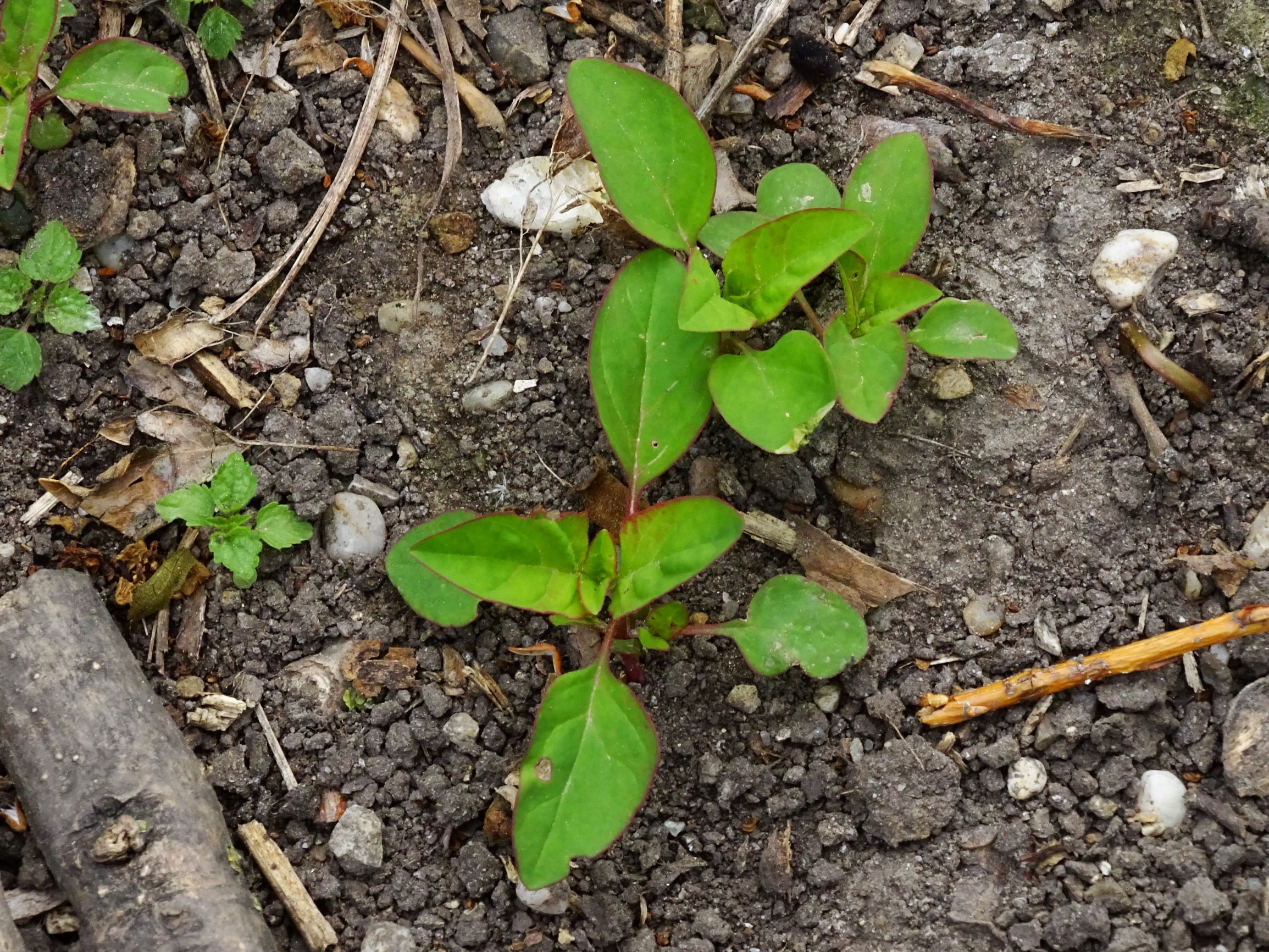 DSC04536 prell chenopodium polyspermum.JPG